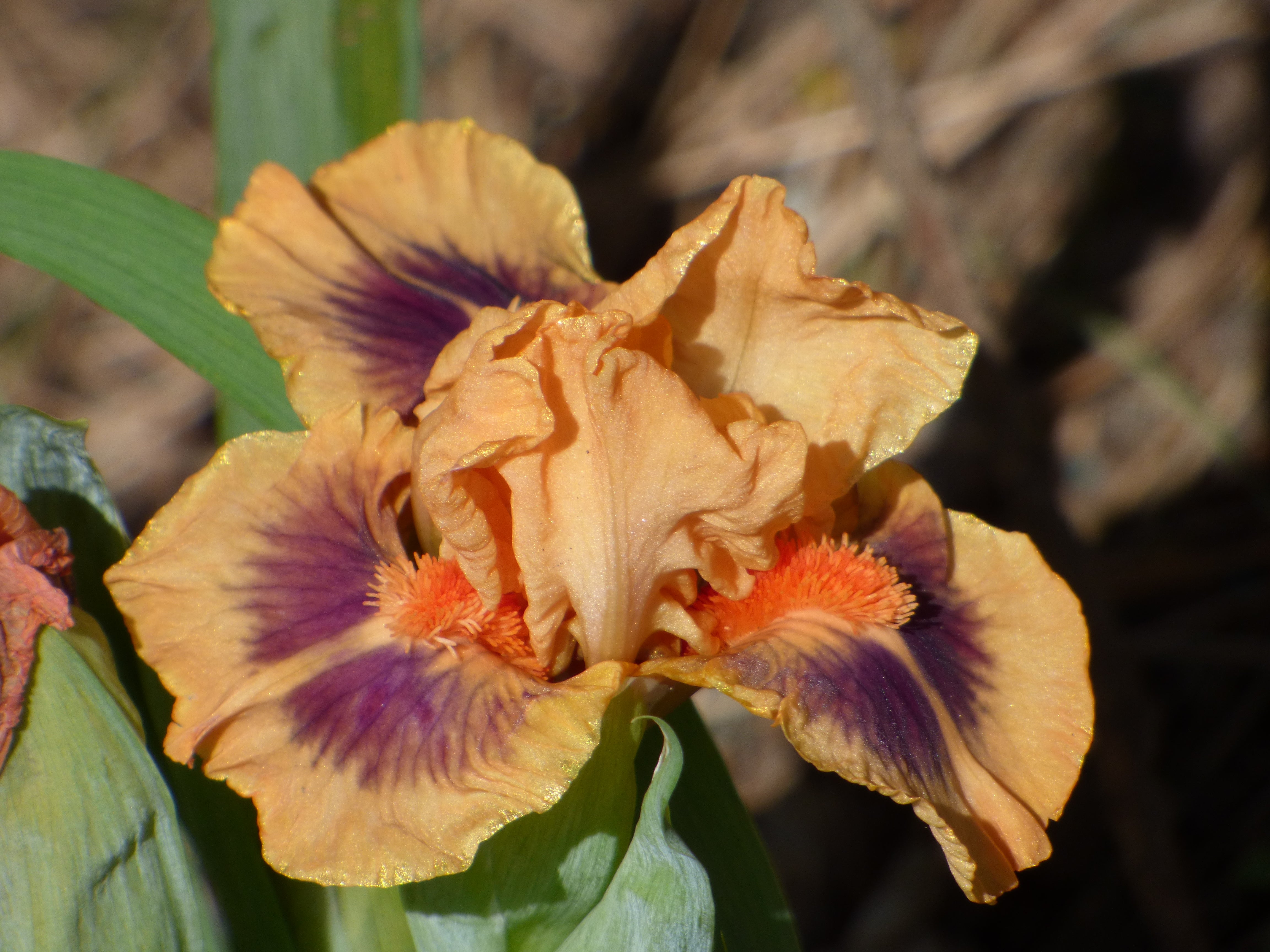 Jive | Dwarf Bearded Iris – Schreiner's Gardens