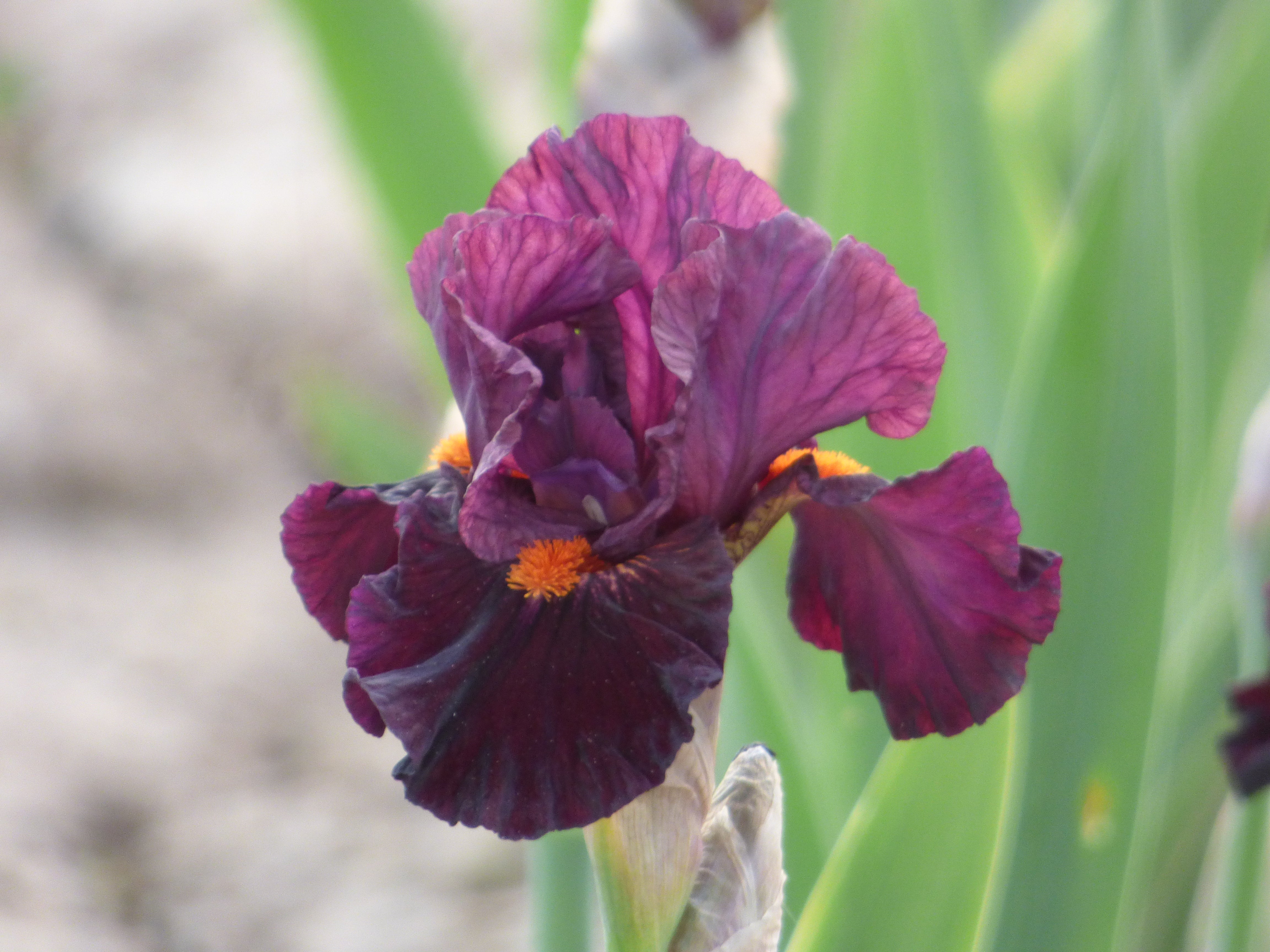 Jump Start | Intermediate Bearded Iris – Schreiner's Gardens