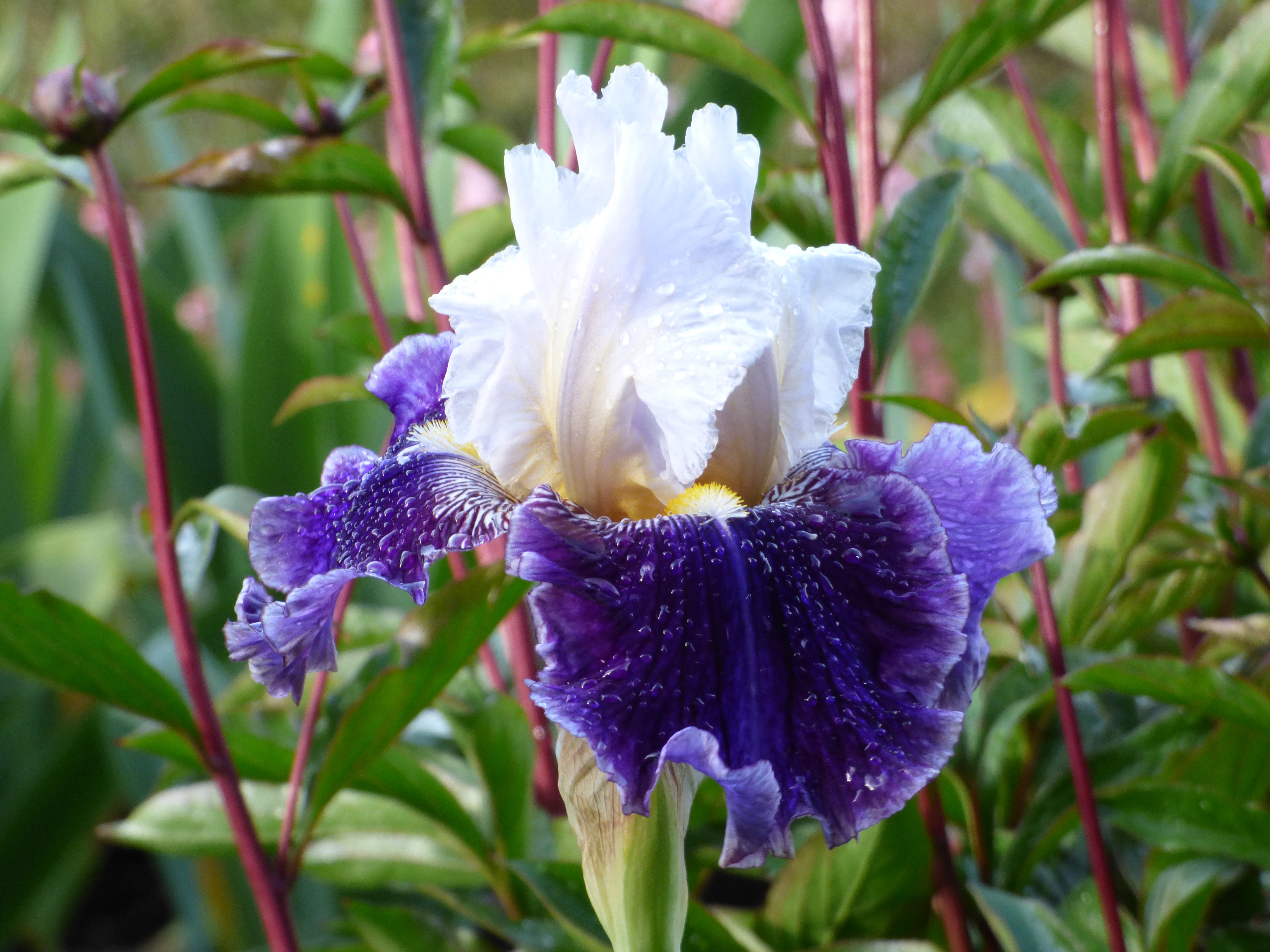 Just The Ticket | Tall Bearded Iris – Schreiner's Gardens