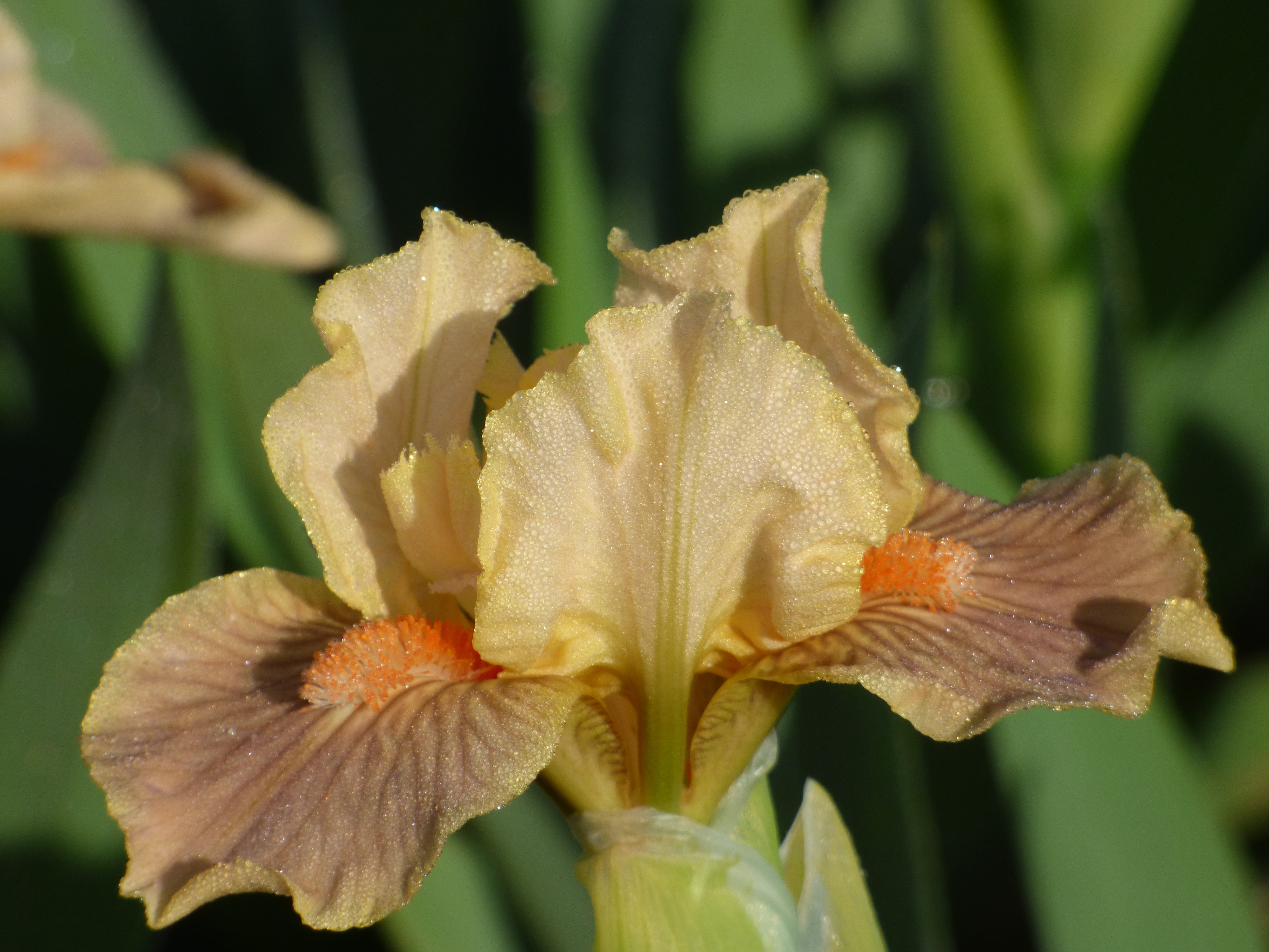 Keen | Standard Dwarf Bearded Iris – Schreiner's Gardens