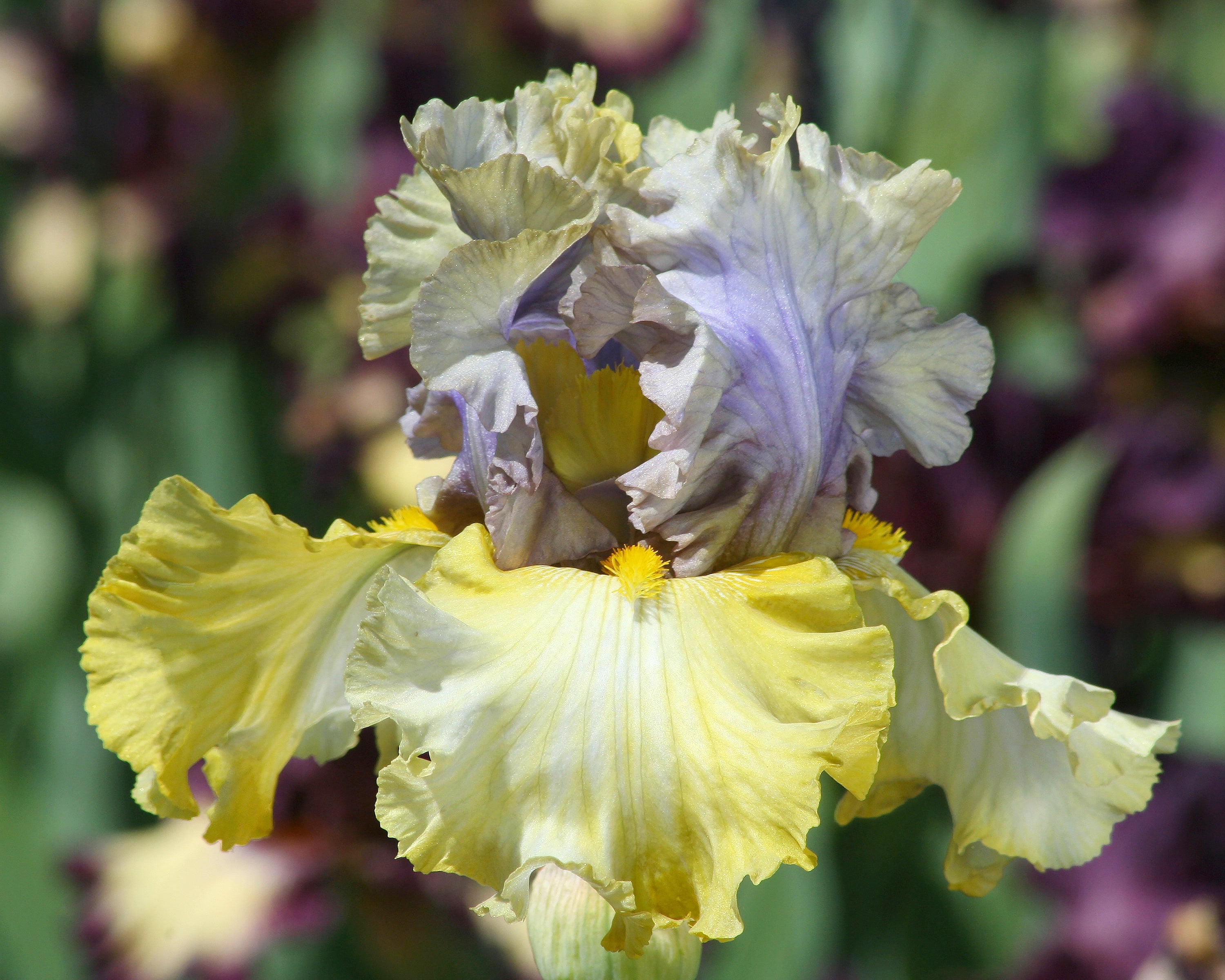 Let Evening Come | Tall Bearded Iris – Schreiner's Gardens
