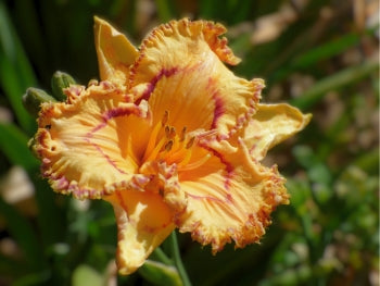 Lexicon | Maryott Daylilies – Schreiner's Gardens