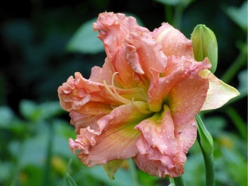 Lily Jo様用 Daylily Yazoo Jim Terry $24 - Vermont Flower Farm