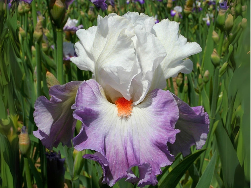 Linda Nelson – Schreiner's Gardens