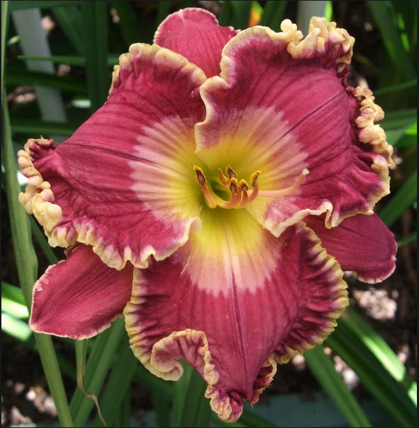 Love Struck | Maryott Daylilies – Schreiner's Gardens