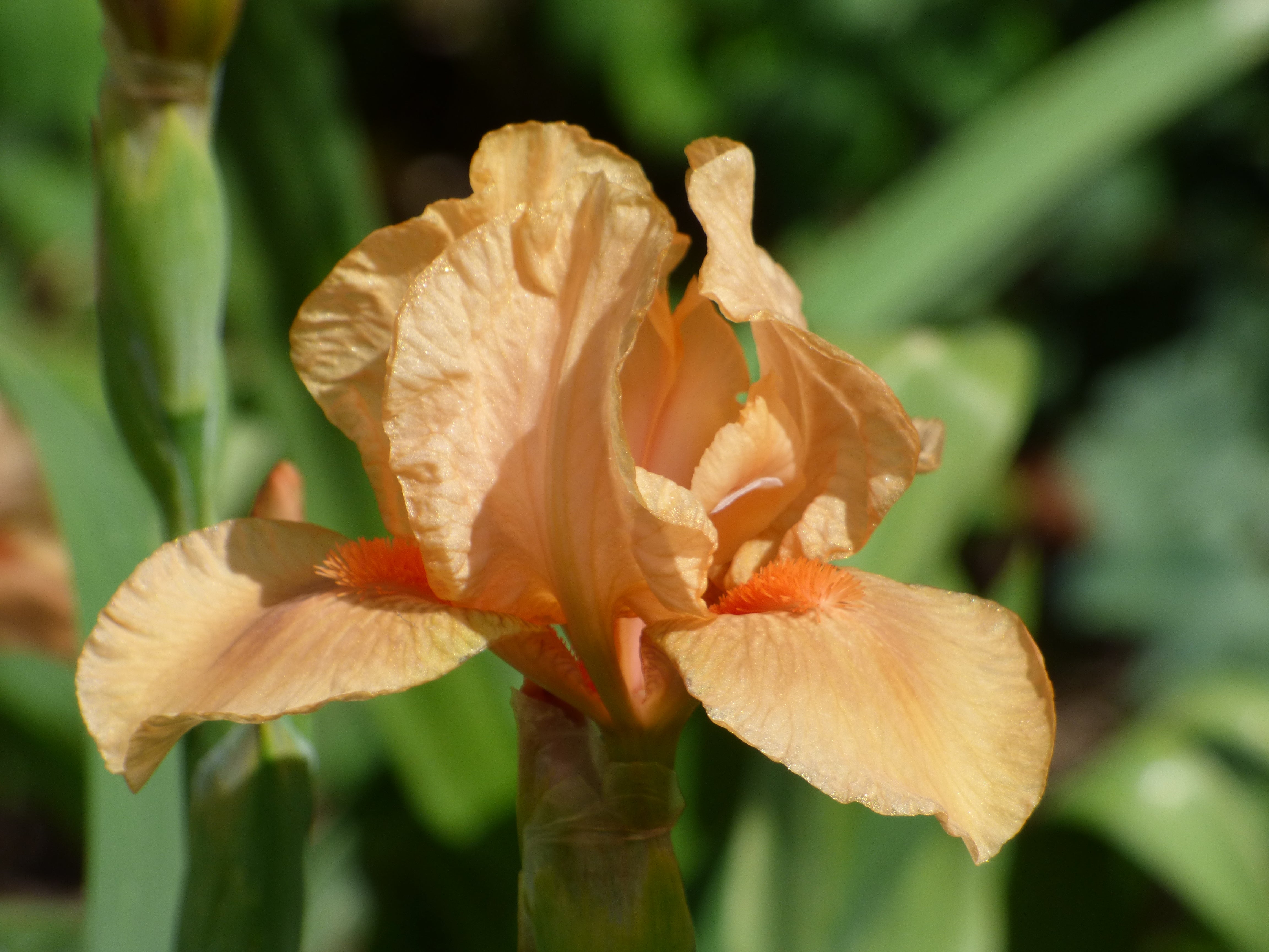 Many Mahalos | Intermediate Bearded Iris – Schreiner's Gardens