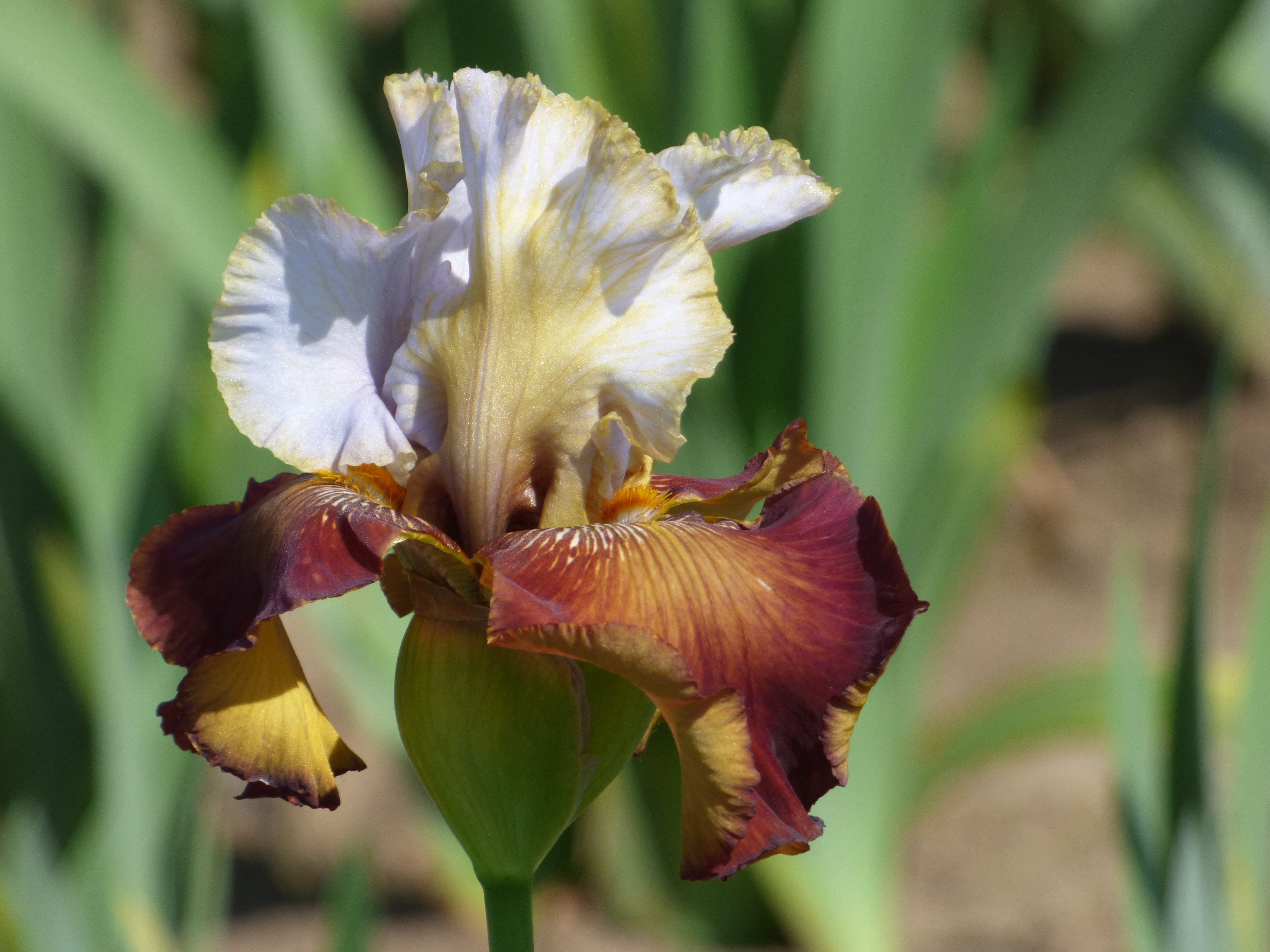 IRIS PIRA アイクリーム モーニング Milk In My Coffee – Schreiner's Gardens