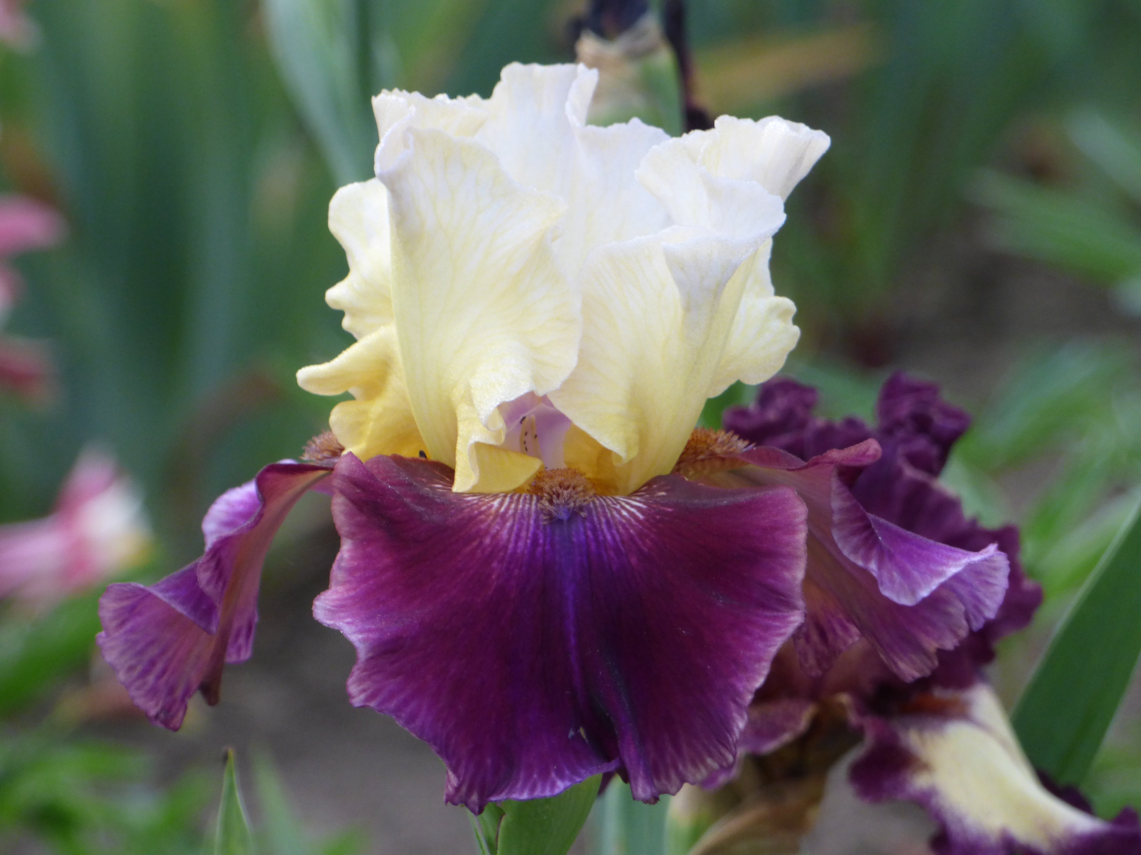 Muscle Shoals | Tall Bearded Iris – Schreiner's Gardens