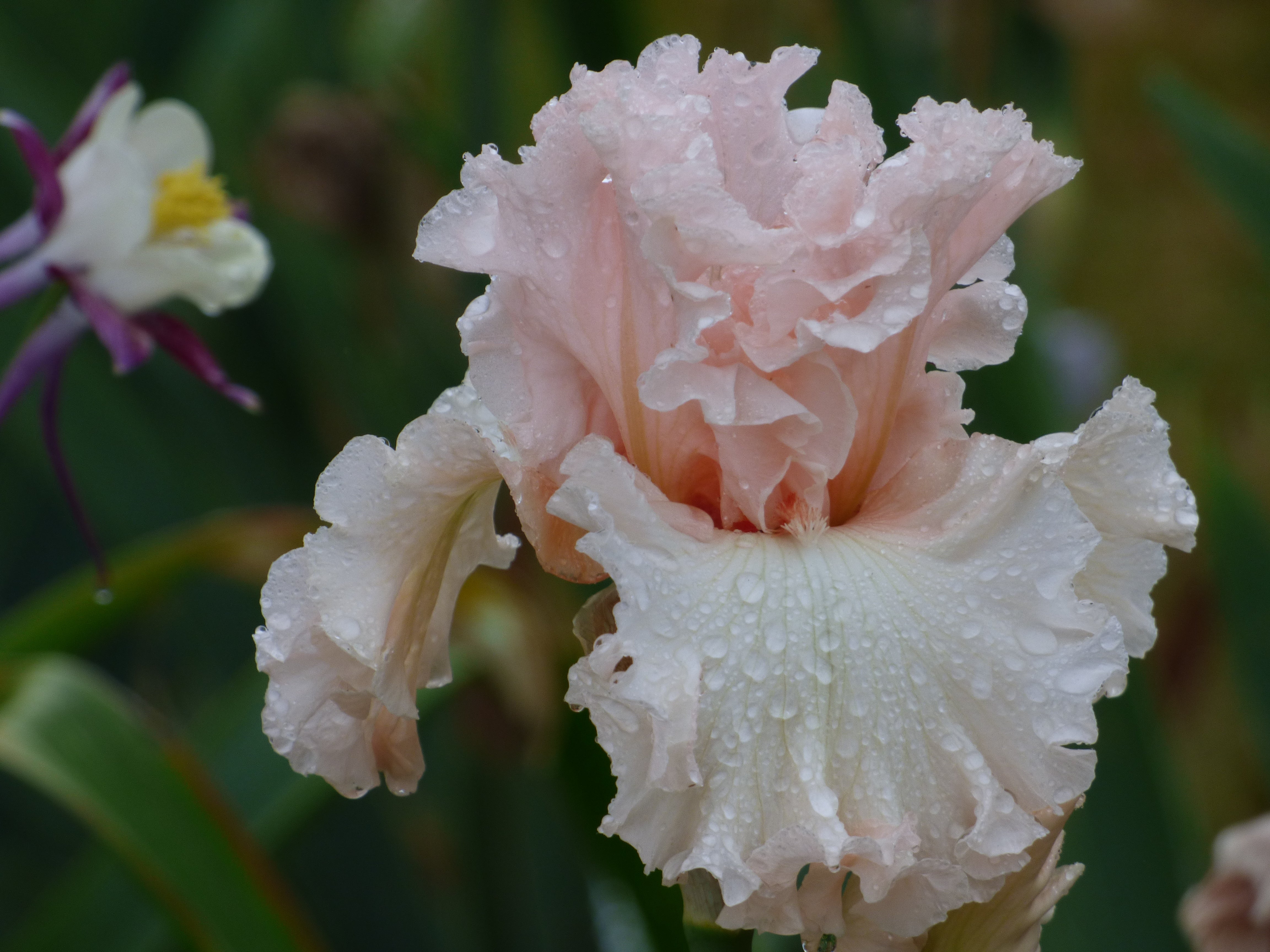 Magical | Tall Bearded Iris – Schreiner's Gardens