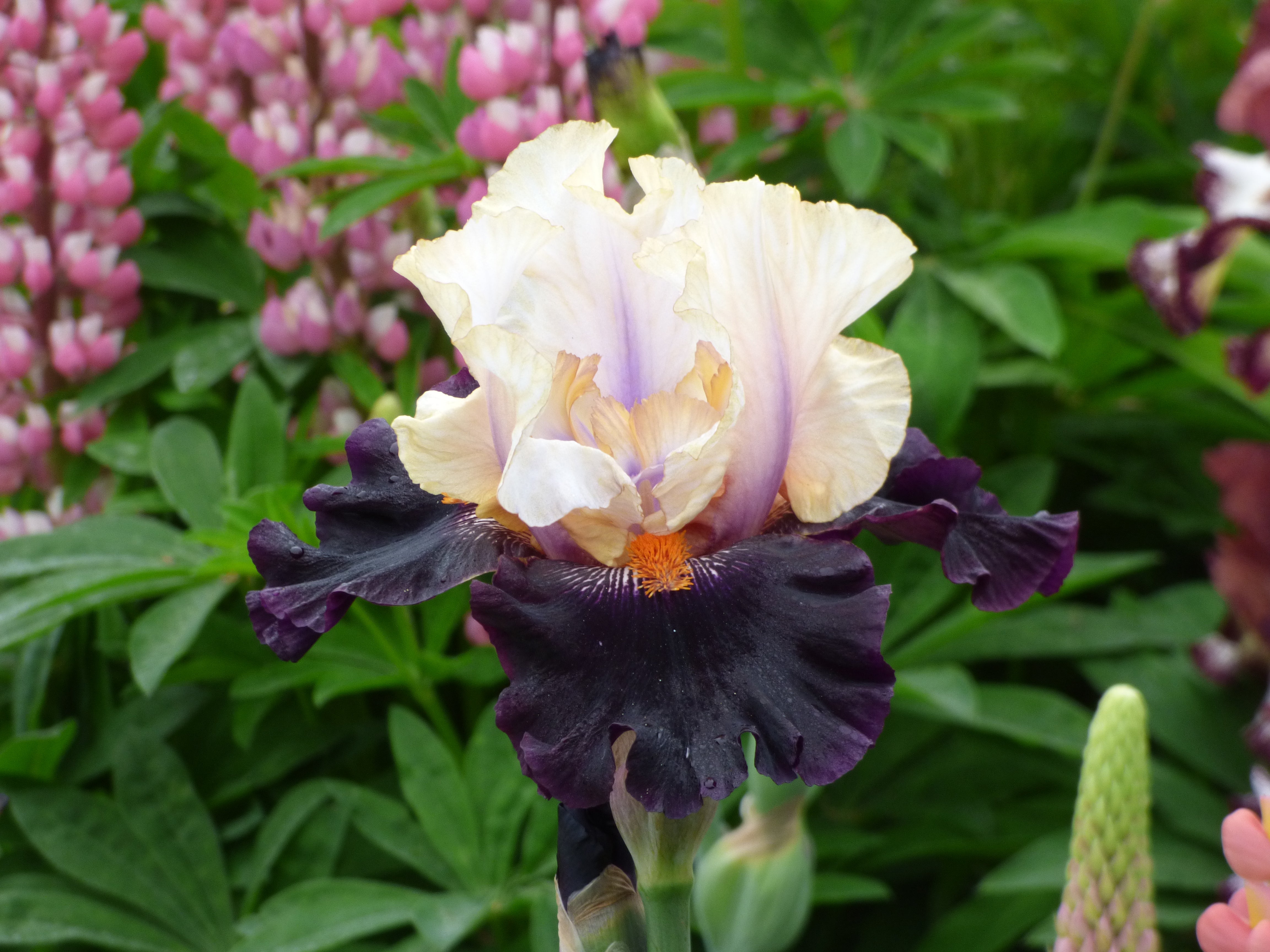 Main Street | Tall Bearded Iris – Schreiner's Gardens