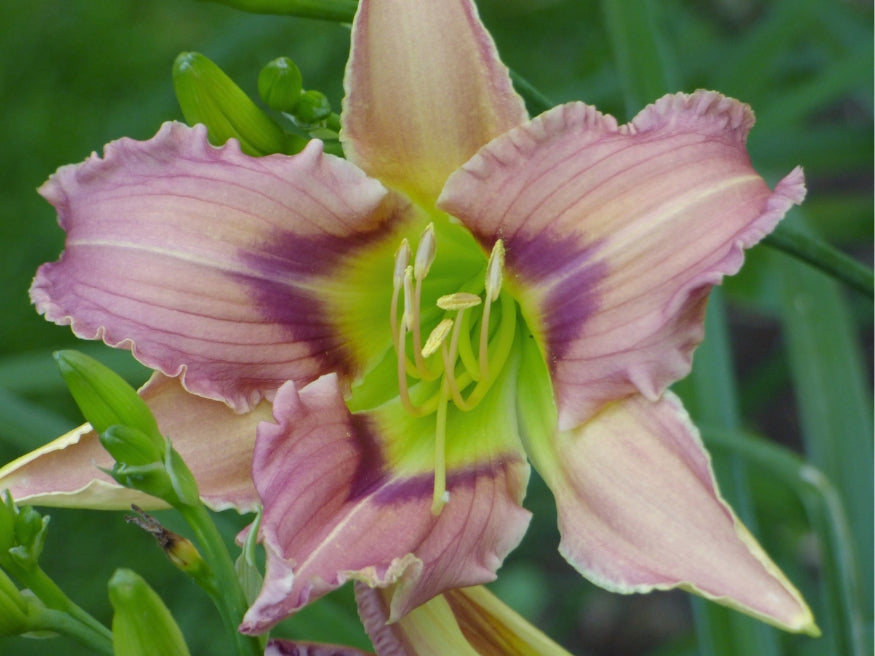 Merna Karen – Schreiner's Gardens