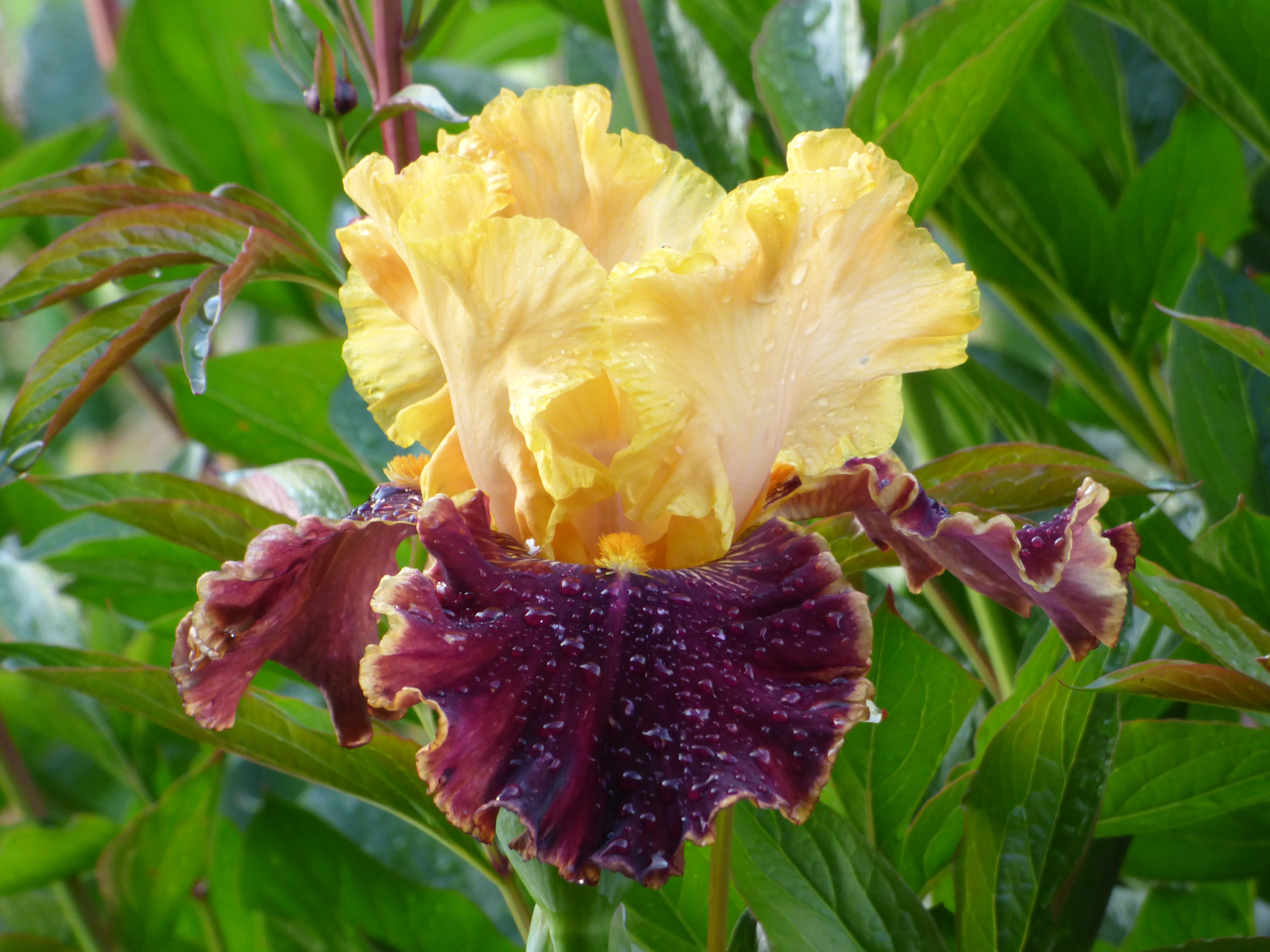 フラワー・ガーデニング invisible ink MEX Mexican Holiday | Tall Bearded Iris – Schreiner's Gardens
