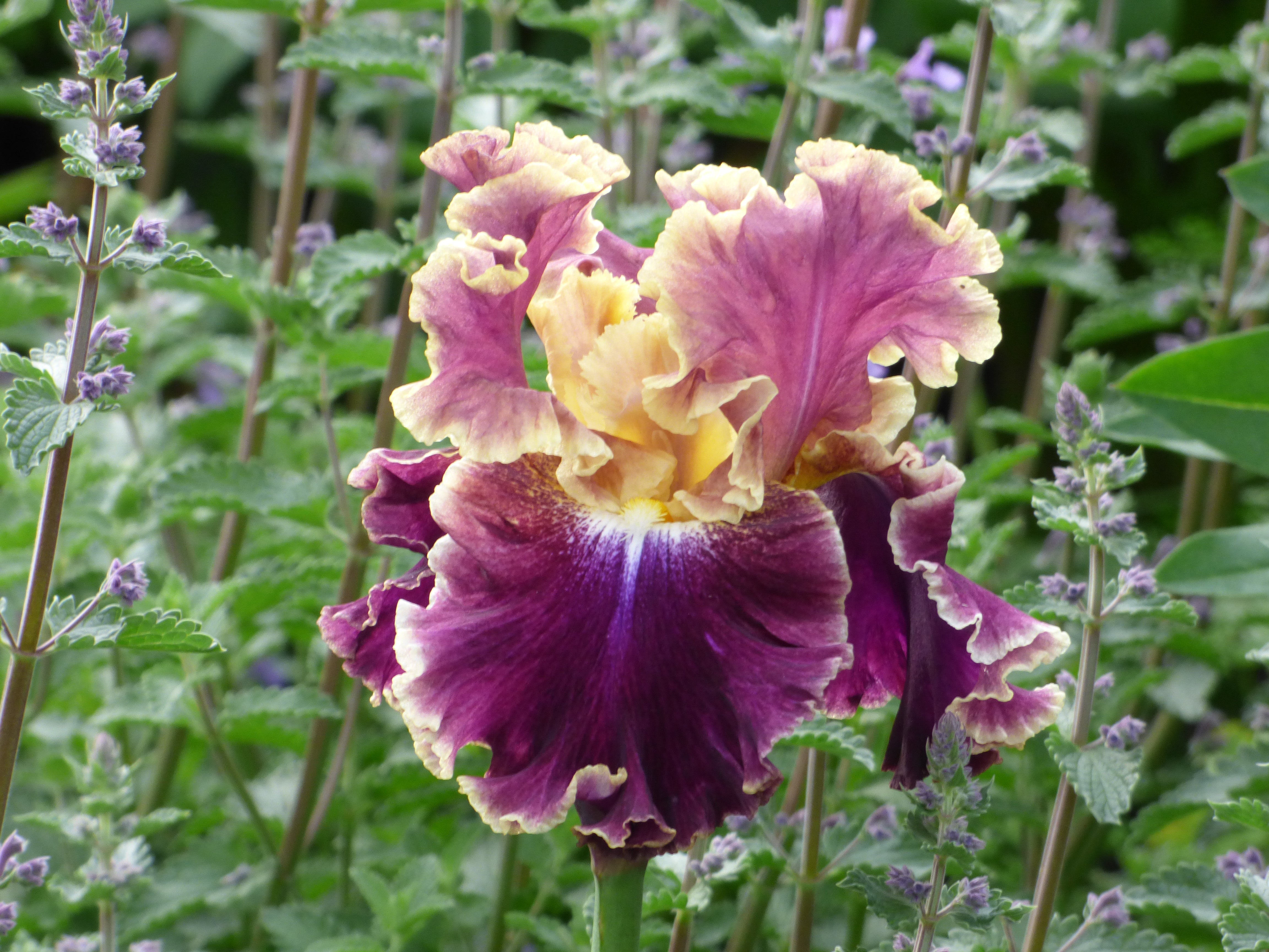 Montmartre | Tall Bearded Iris – Schreiner's Gardens