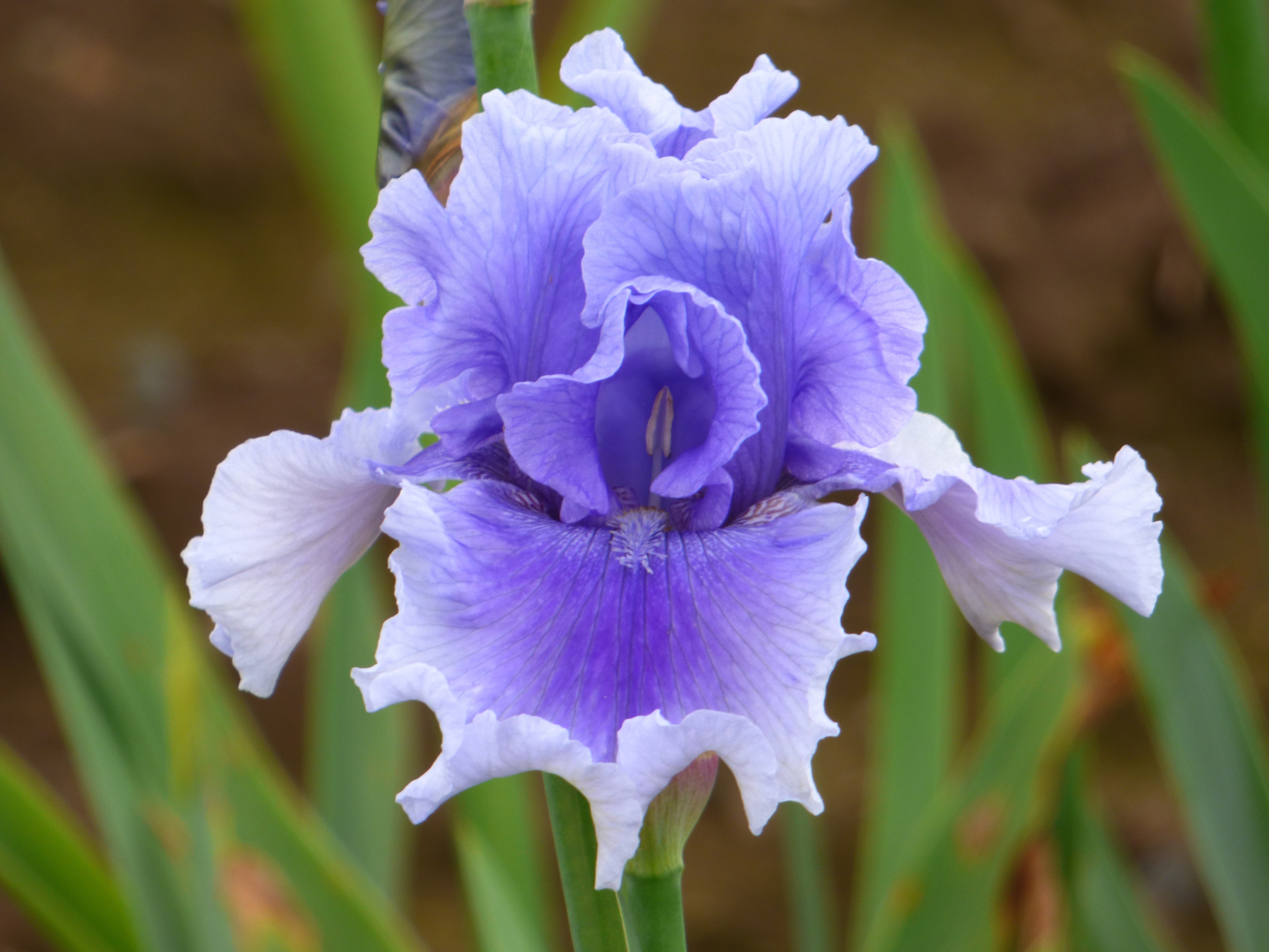 Niagara Mist | Tall Bearded Iris – Schreiner's Gardens