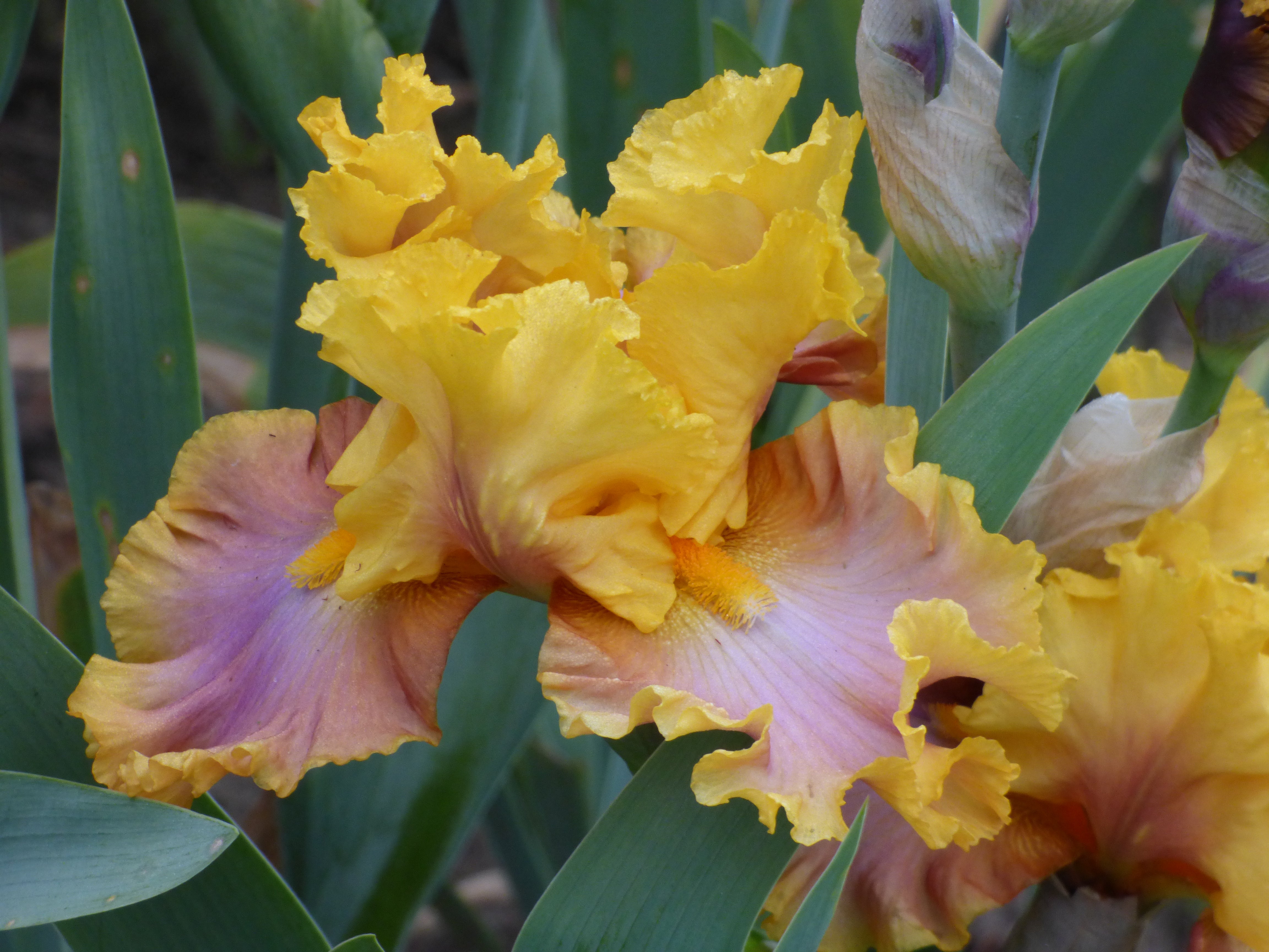 Nice Job | Tall Bearded Iris – Schreiner's Gardens