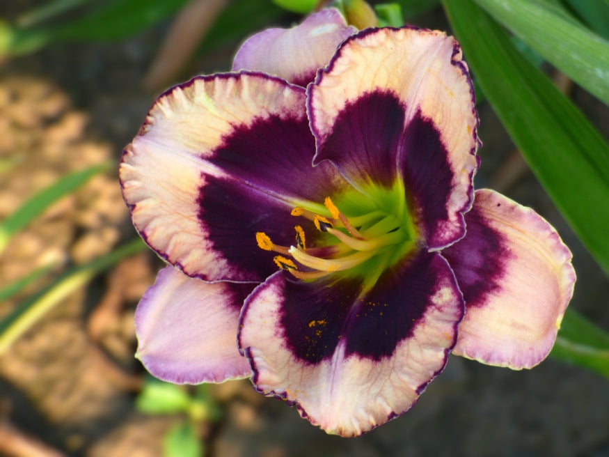 Nile Princess | Spring Daylily Catalog – Schreiner's Gardens