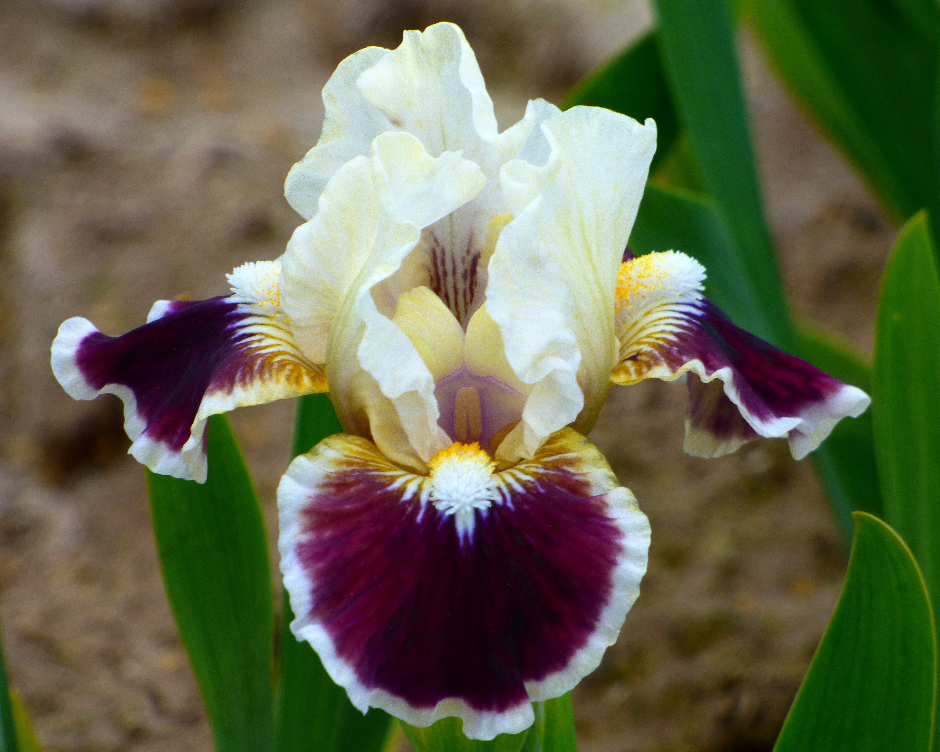 Nine Lives | Dwarf Bearded Iris – Schreiner's Gardens