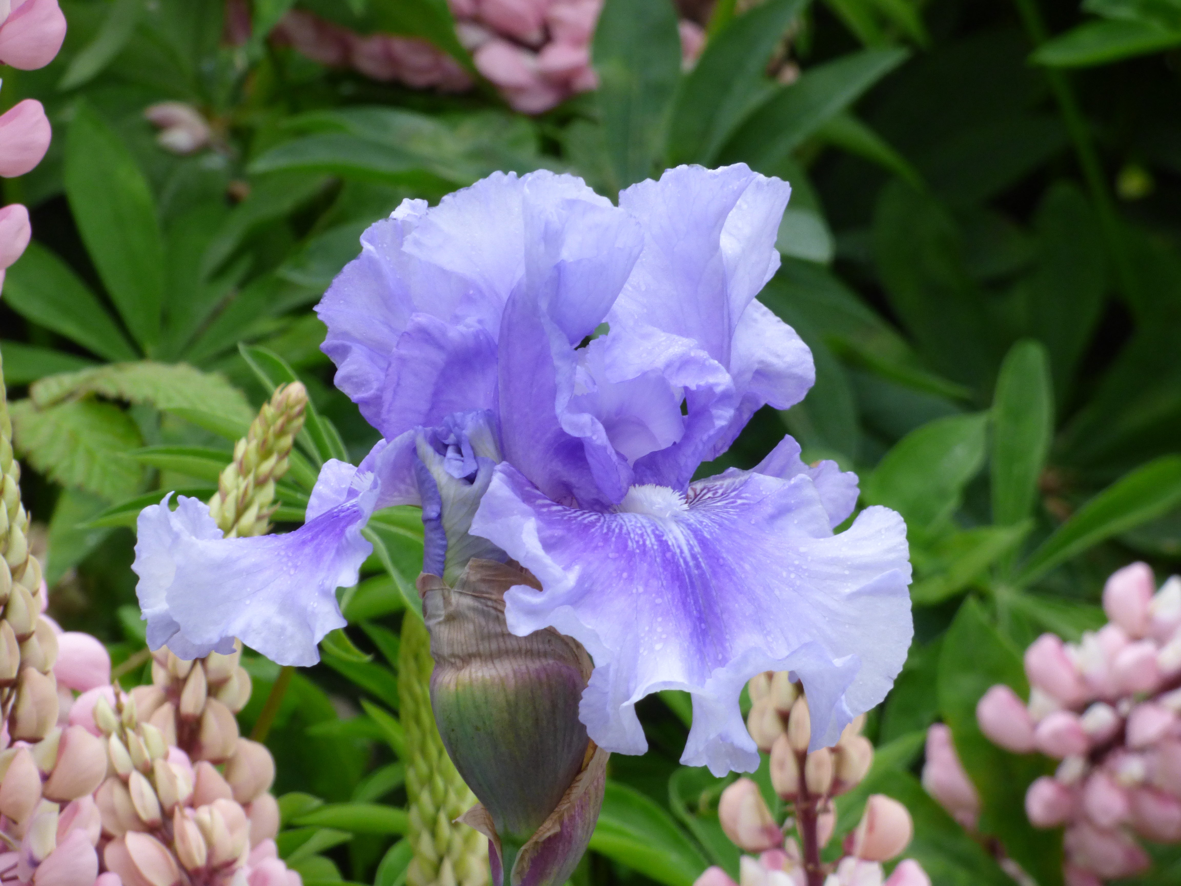 No Count Blues – Schreiner's Gardens