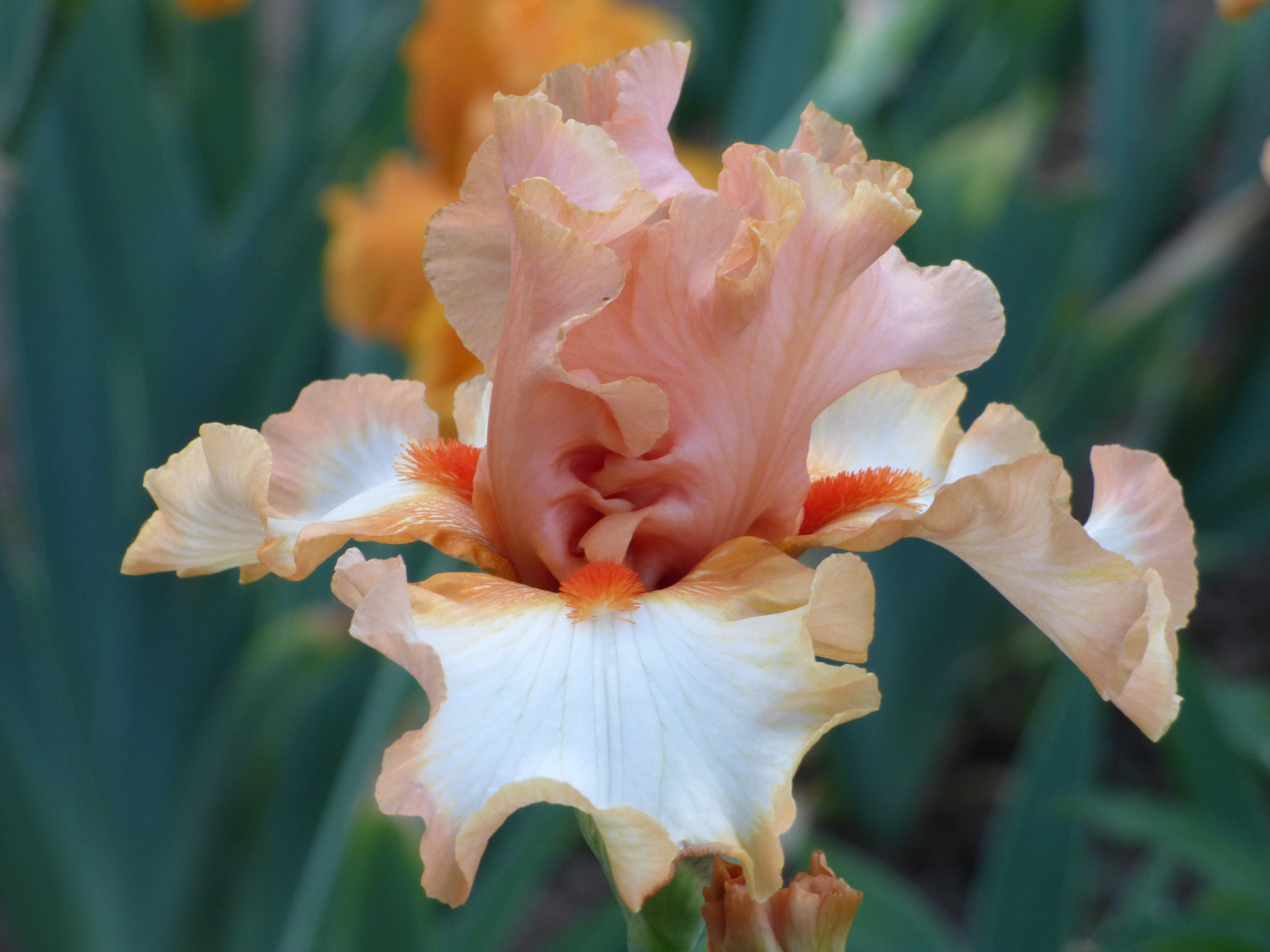 Orange Titan | Tall Bearded Iris – Schreiner's Gardens