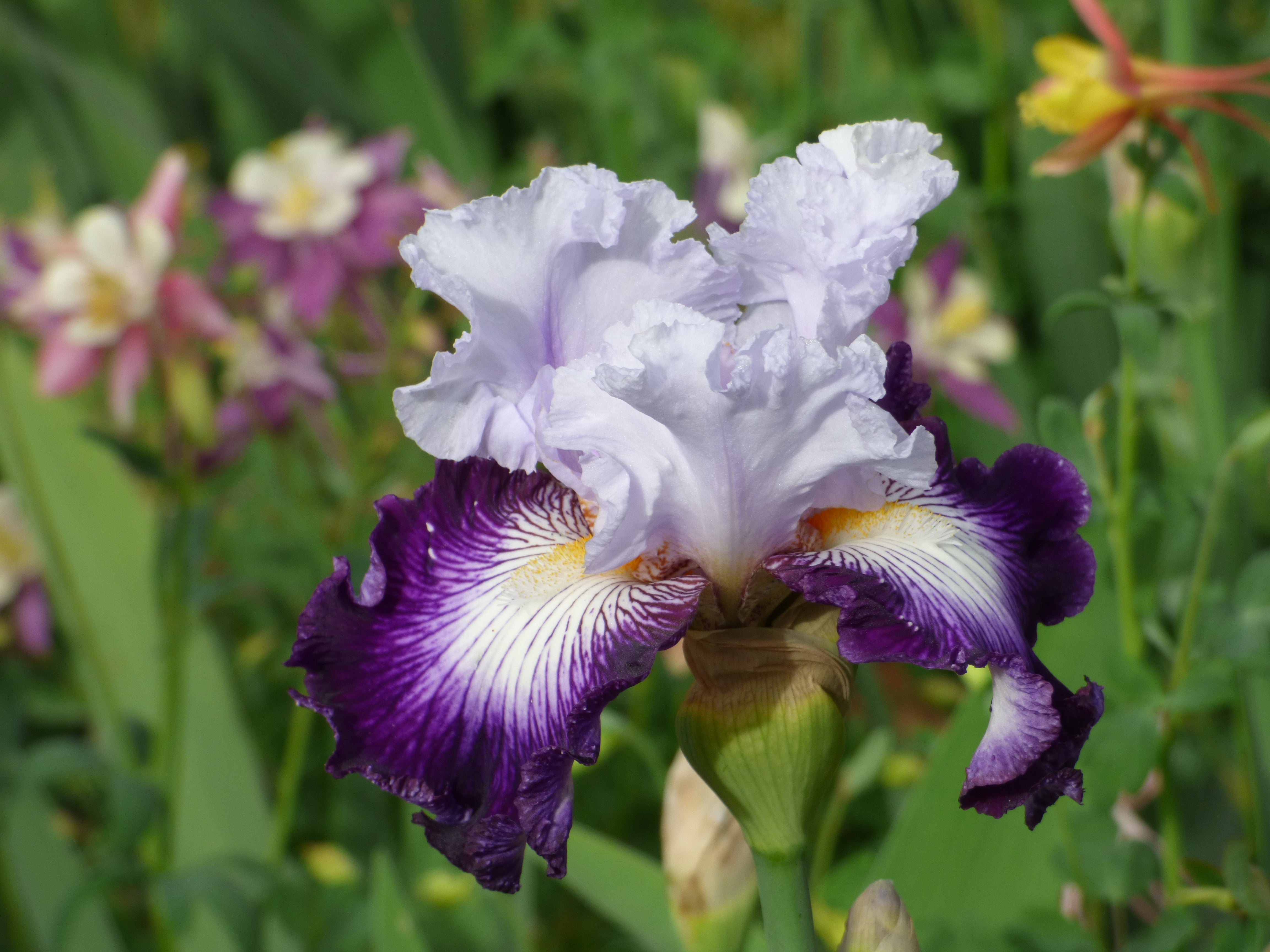 Off Topic | Tall Bearded Iris – Schreiner's Gardens