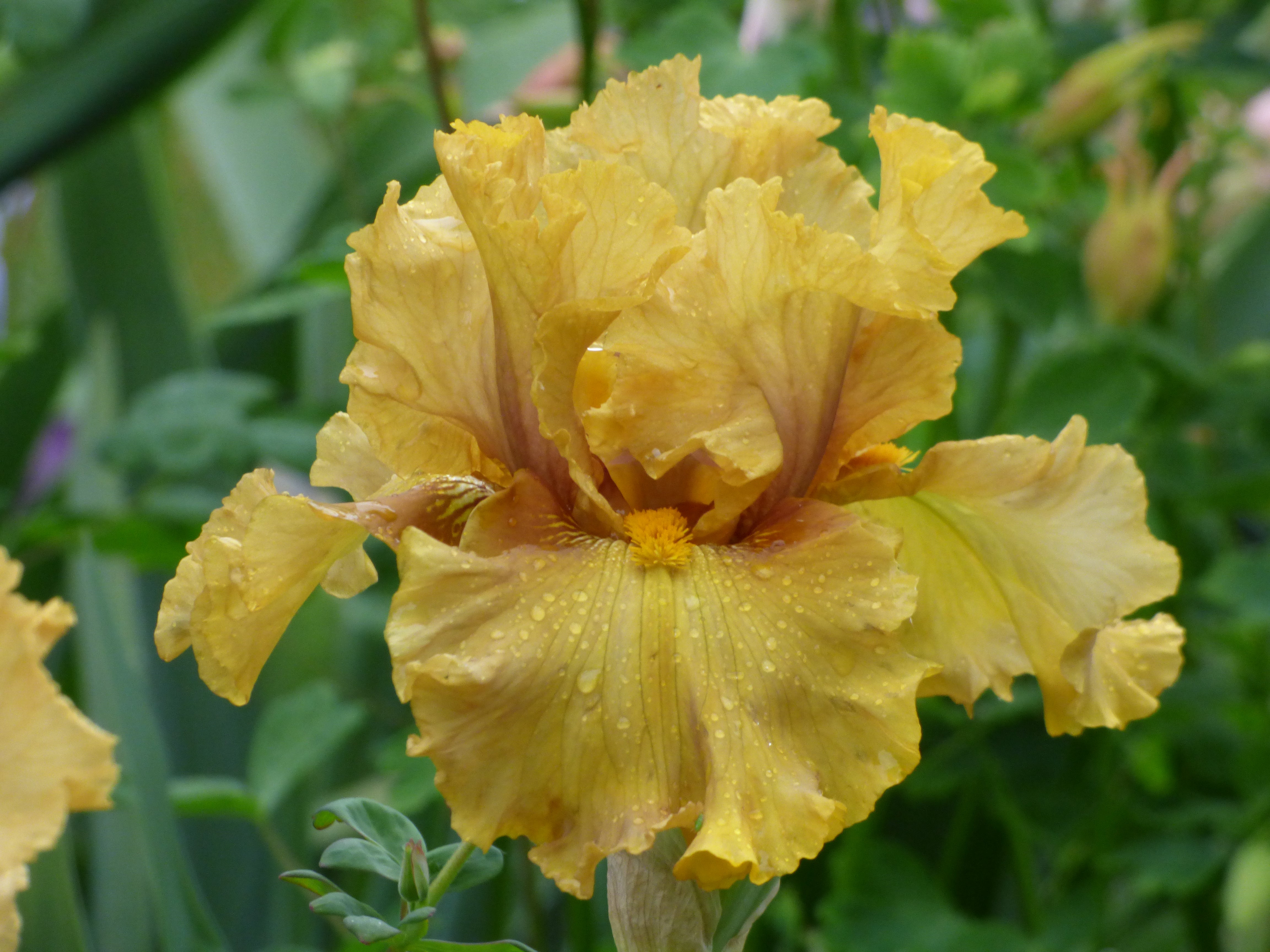 houseonthehill yellowflower ロンティ 80サイズ Oldie Goldie | Tall Bearded Iris – Schreiner's Gardens