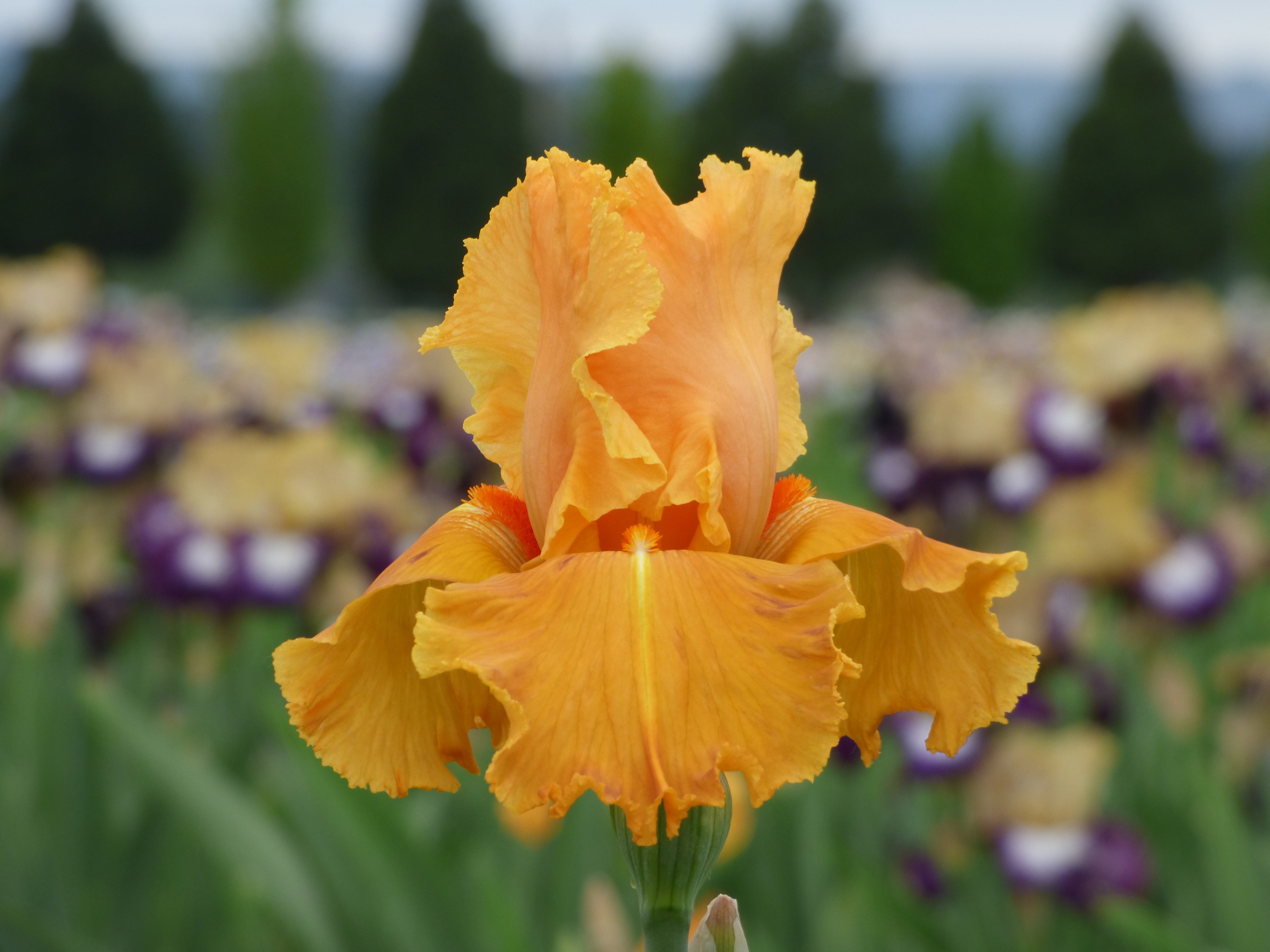 107re 700 809s 817 820m re ガーデンクォーツ　他 Orange Splash | Tall Bearded Iris – Schreiner's Gardens