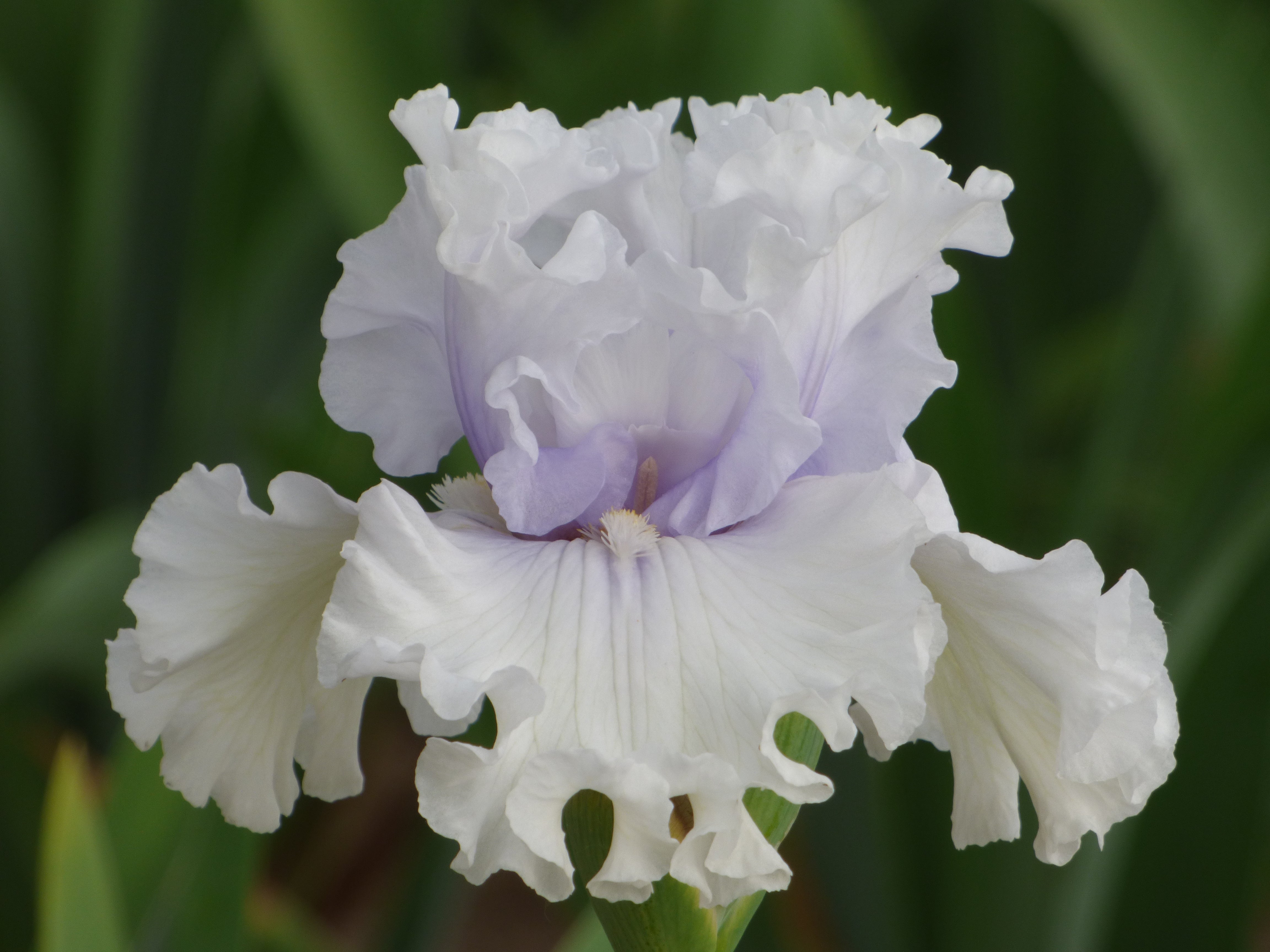 Oregon Bound | Tall Bearded Iris – Schreiner's Gardens