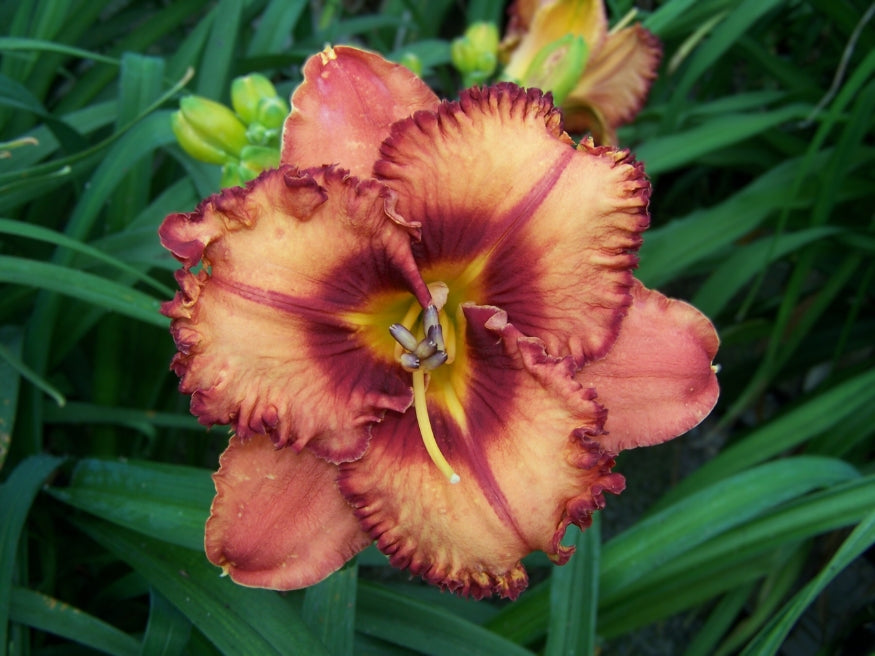 Bright in the Night Spring Daylily Catalog Schreiner's Gardens
