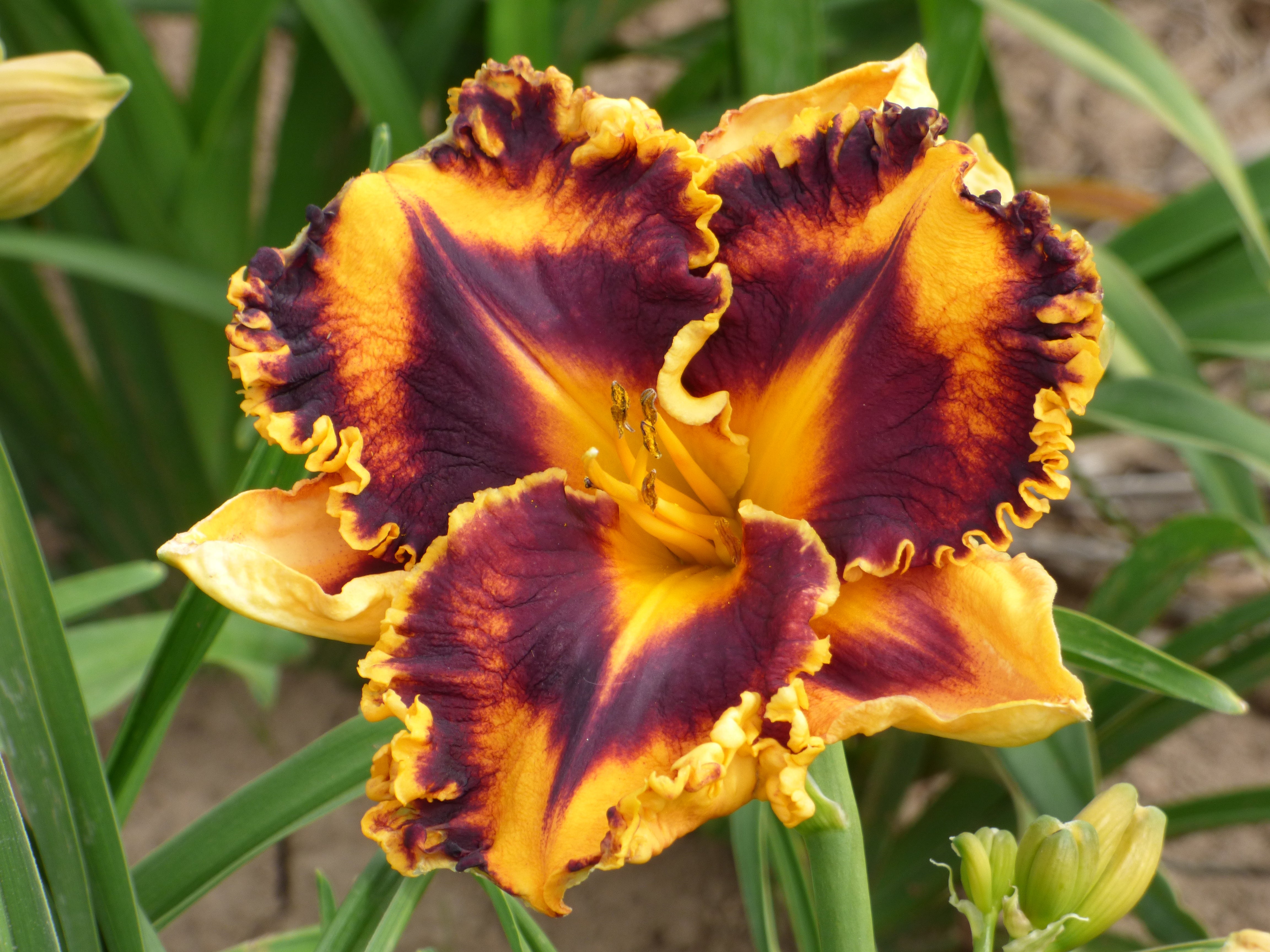 lily_garden　デジタルハリネズミ Incandescent | Spring Daylily Catalog – Schreiner's Gardens