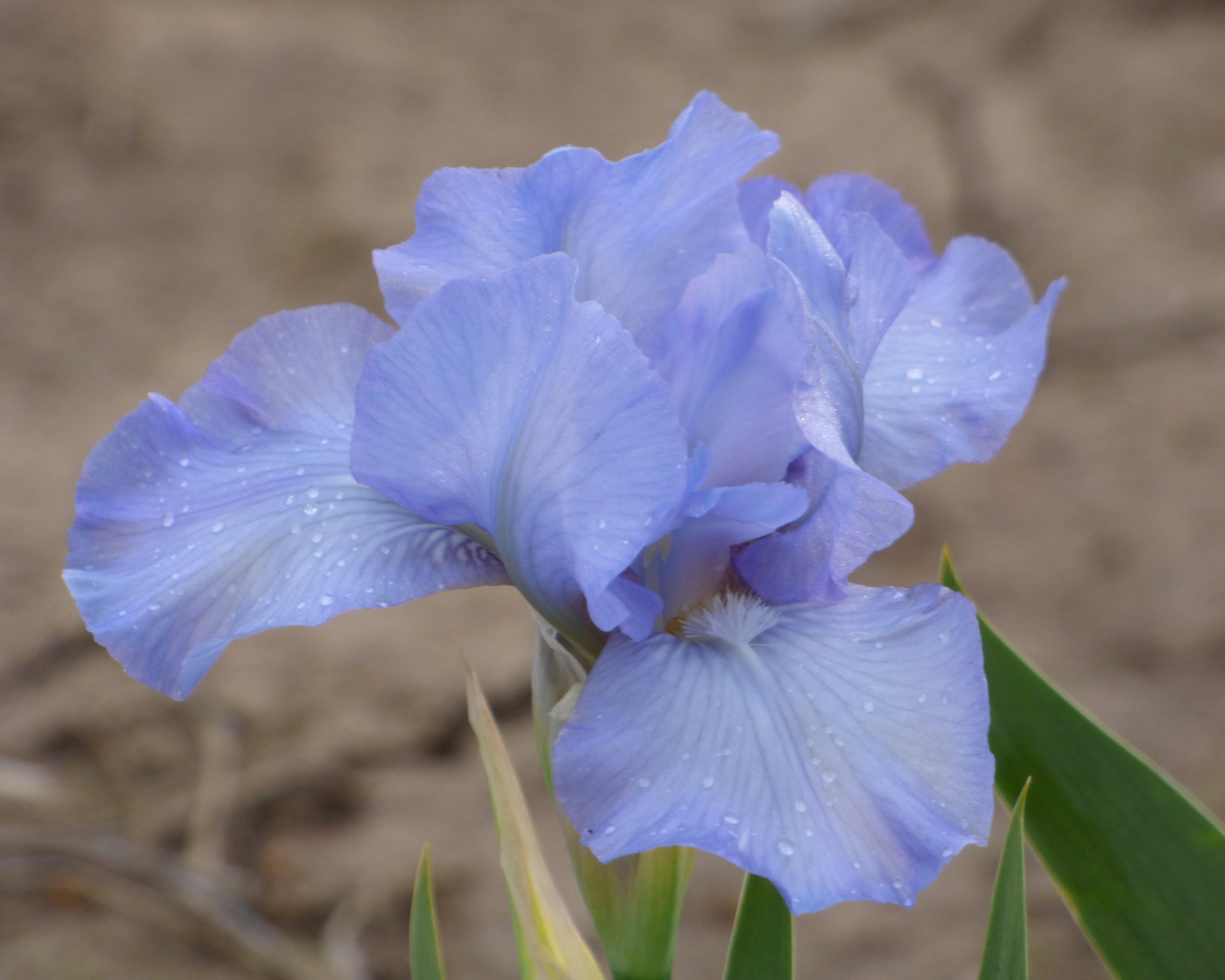 Raindance Returns | Dwarf Bearded Iris – Schreiner's Gardens