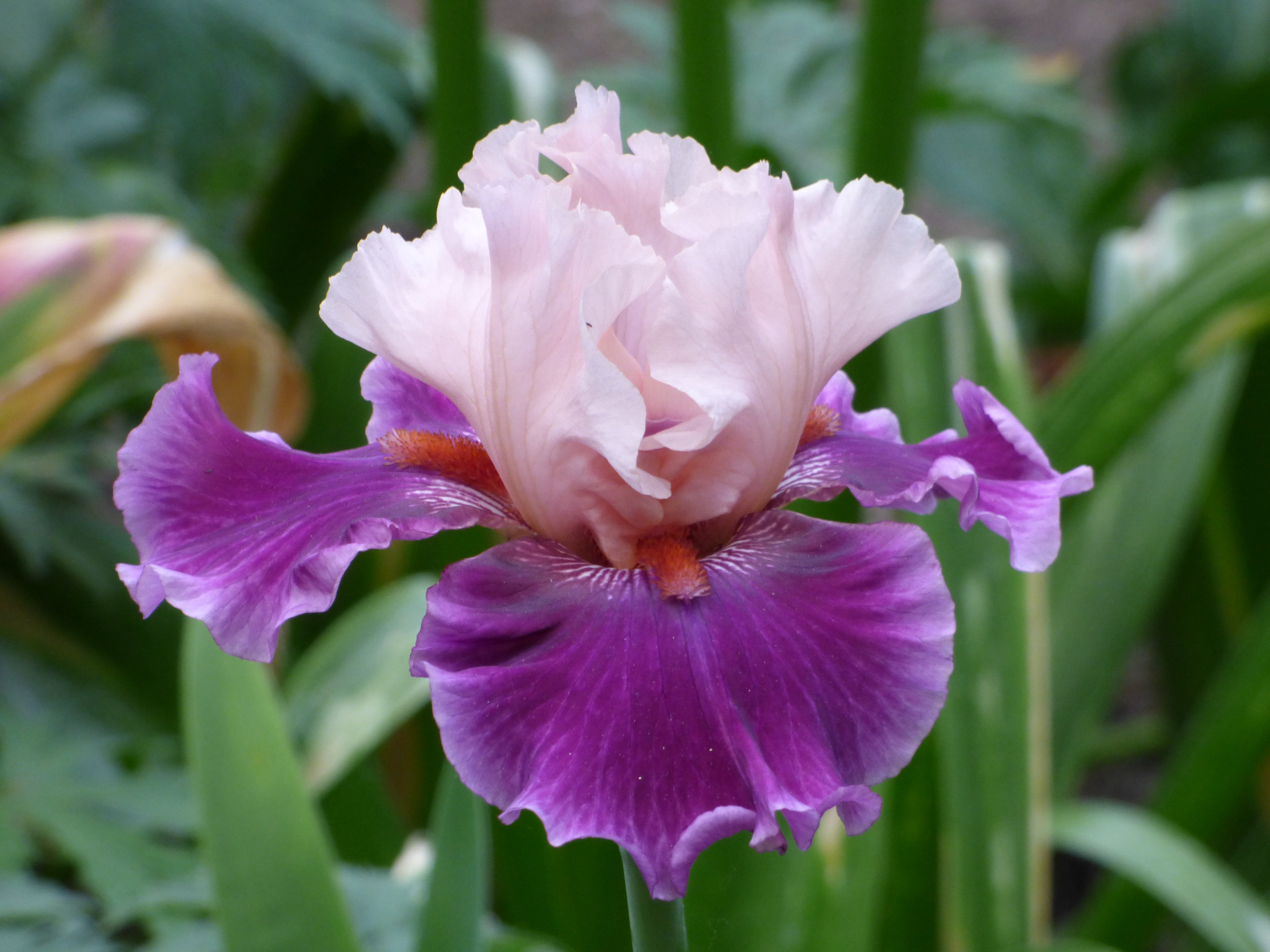 Passion for Fashion | Tall Bearded Iris – Schreiner's Gardens