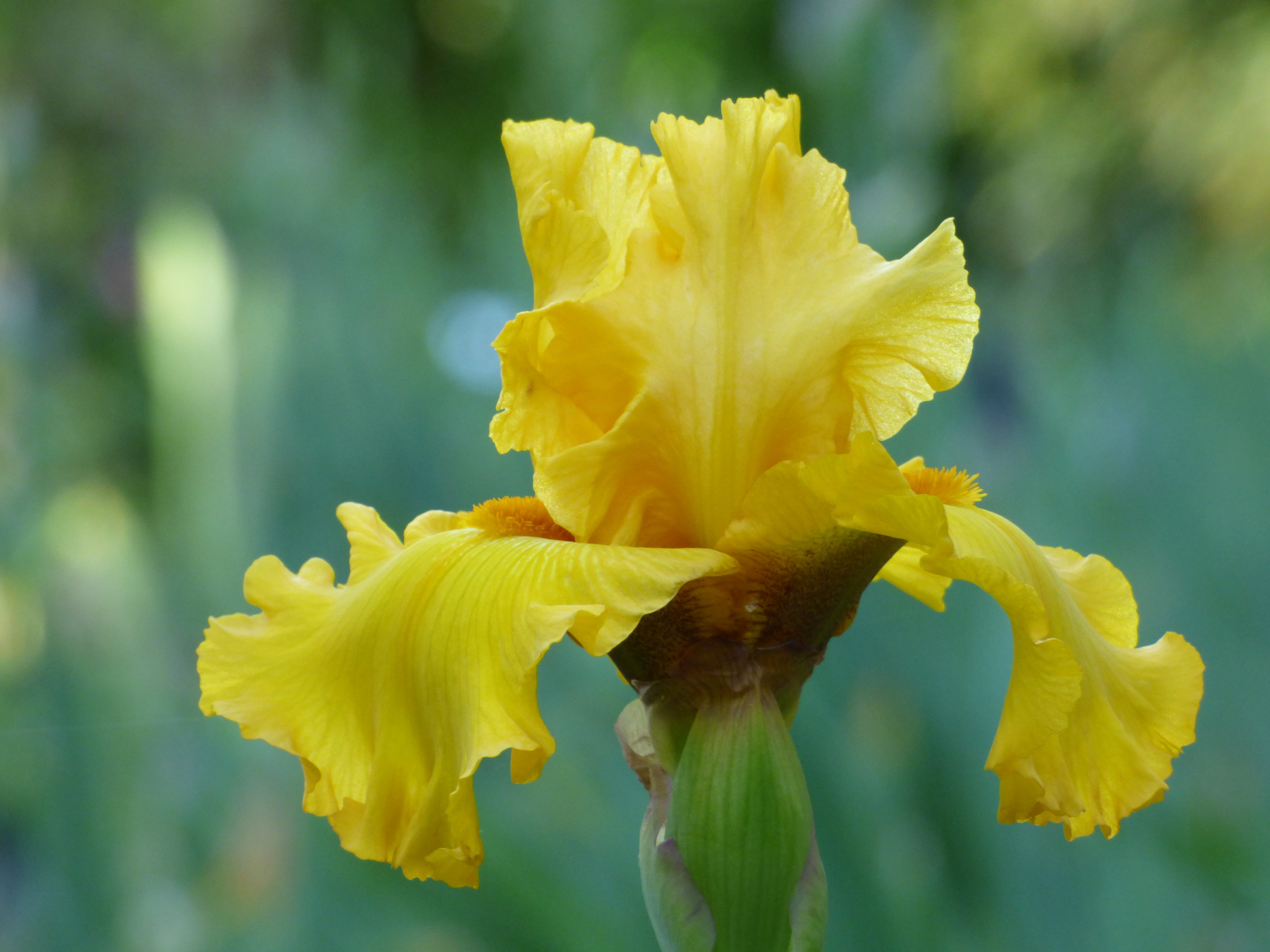 Pure As Gold | Tall Bearded Iris – Schreiner's Gardens