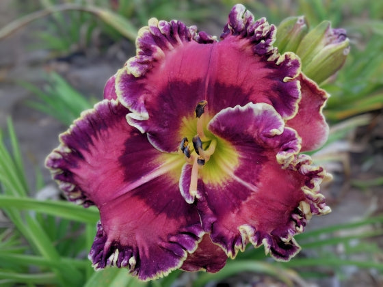 Pactola Reservoir – Schreiner's Gardens