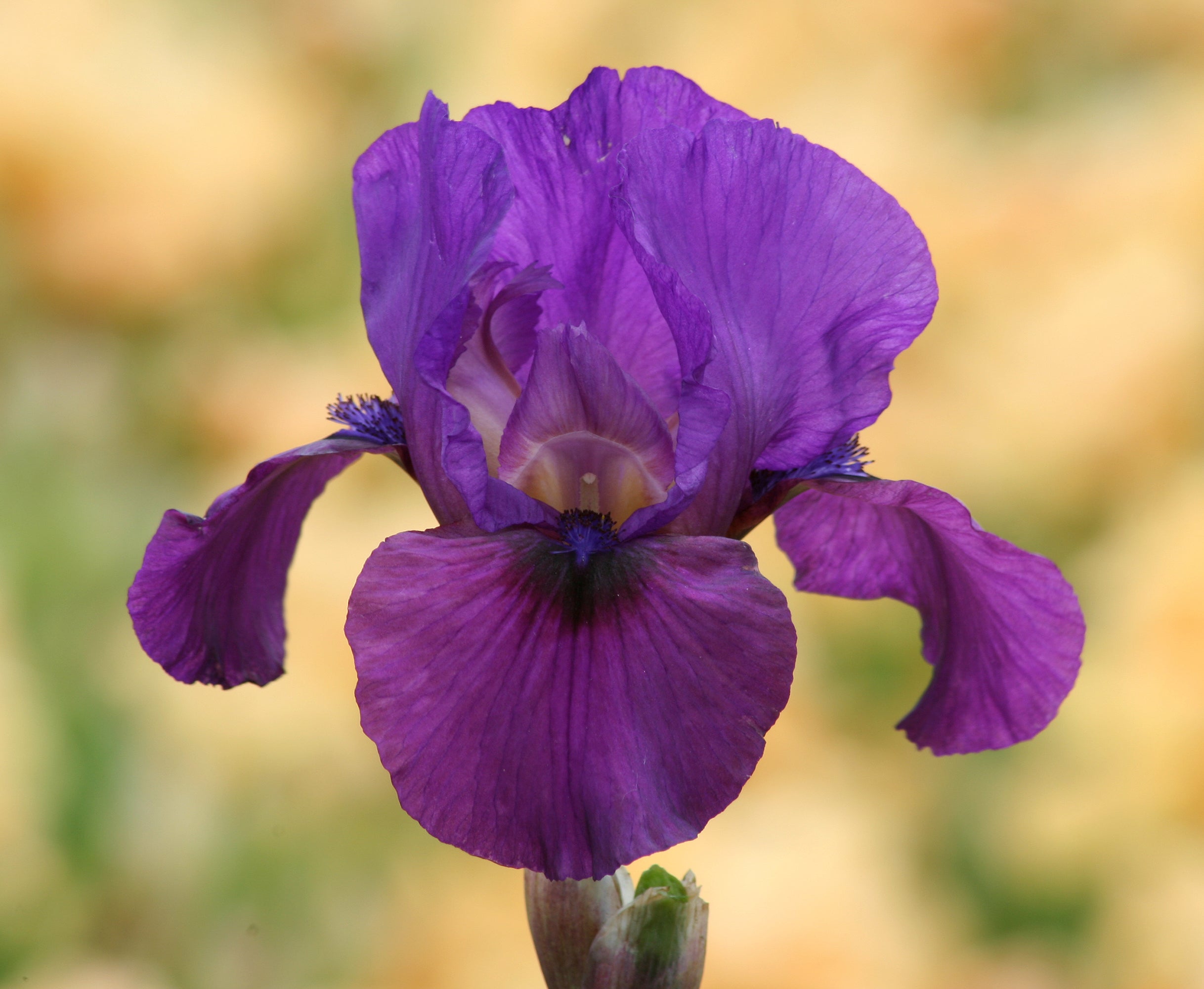 Parable_8.jpg?v=1762888043