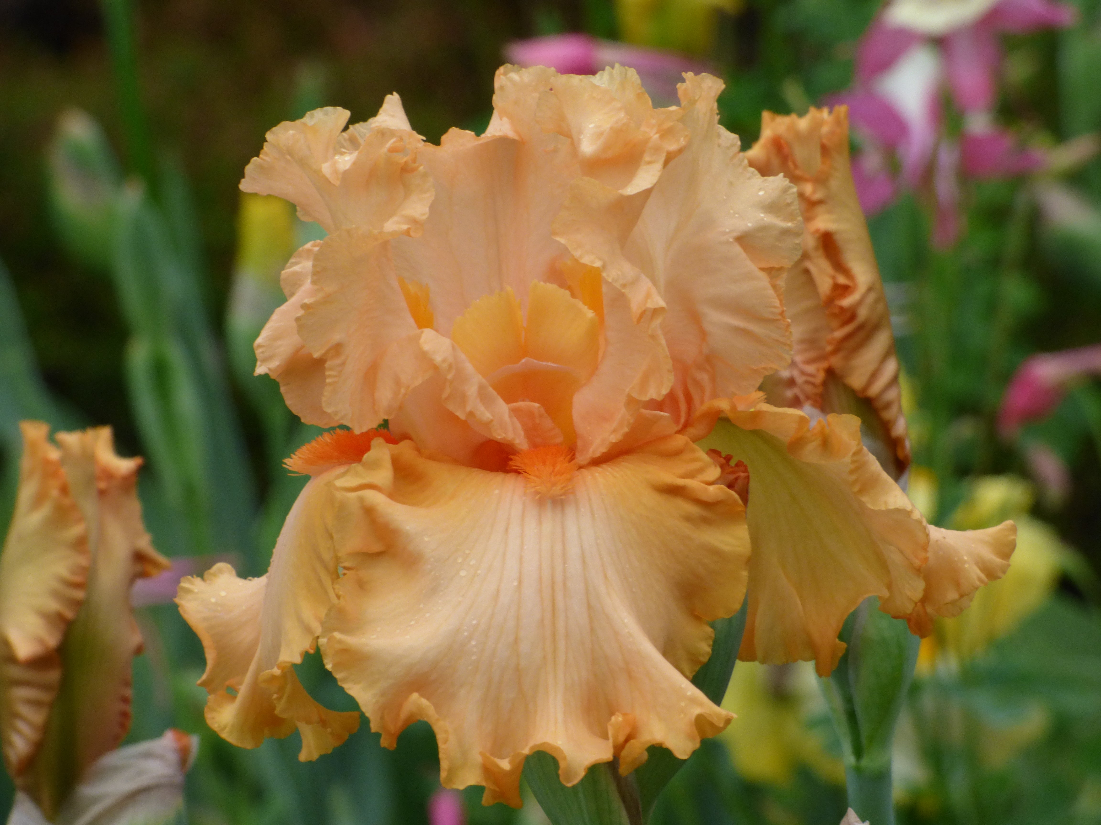 Peach State | Tall Bearded Iris – Schreiner's Gardens