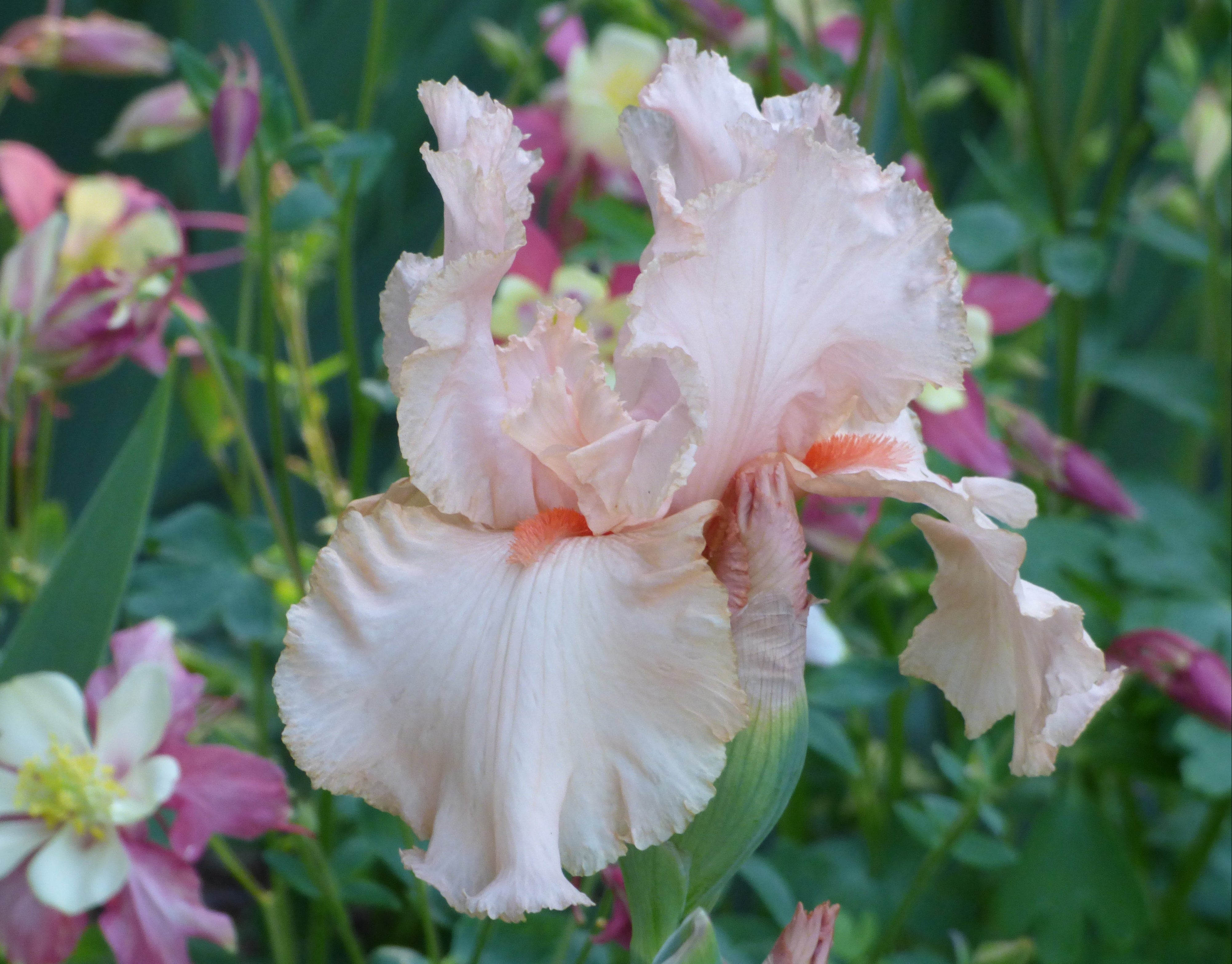 Peggy Sue – Schreiner's Gardens