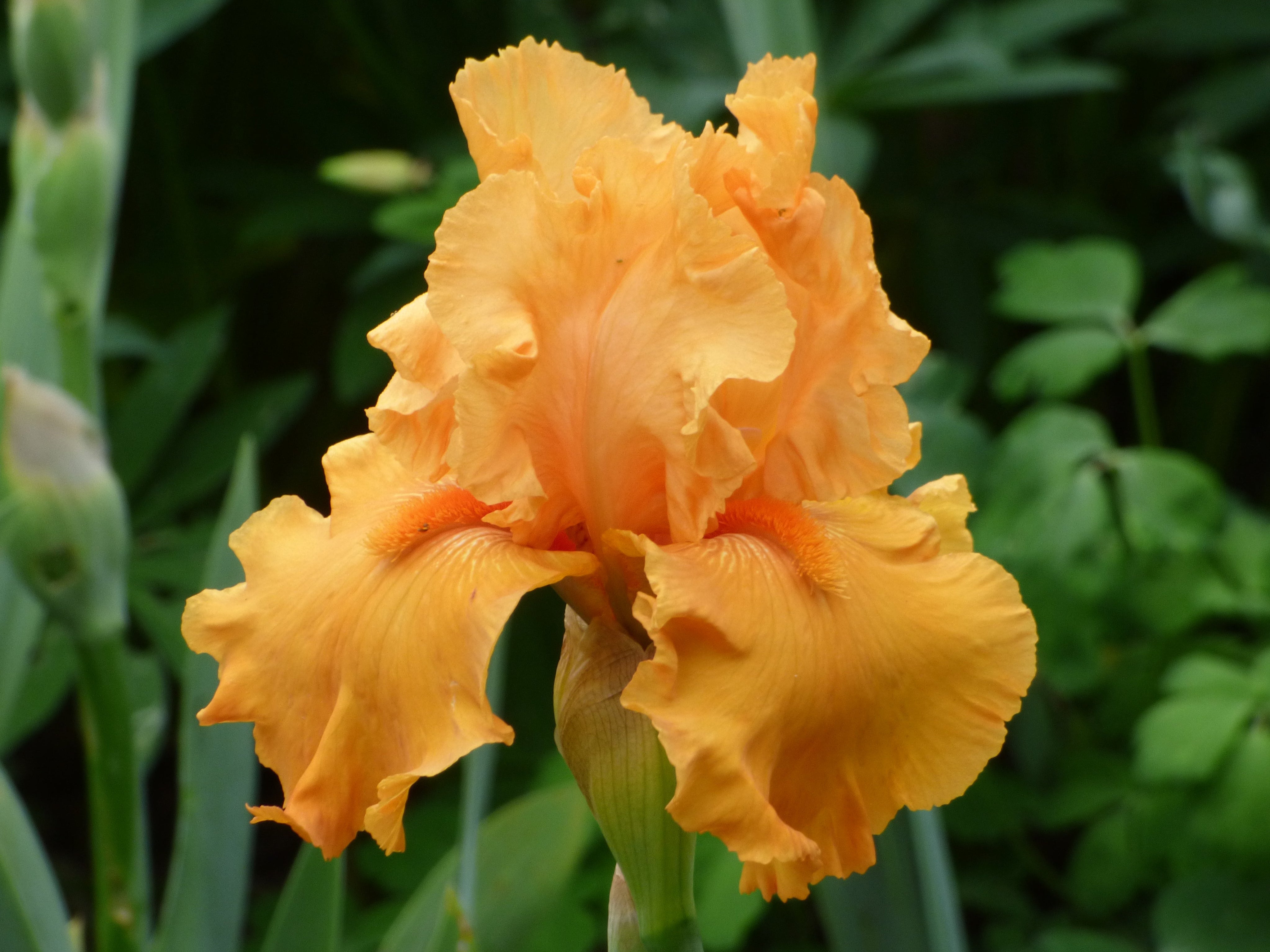 Penny Lane | Tall Bearded Iris – Schreiner's Gardens Penny Lane | Tall Bearded Iris – Schreiner's Gardens