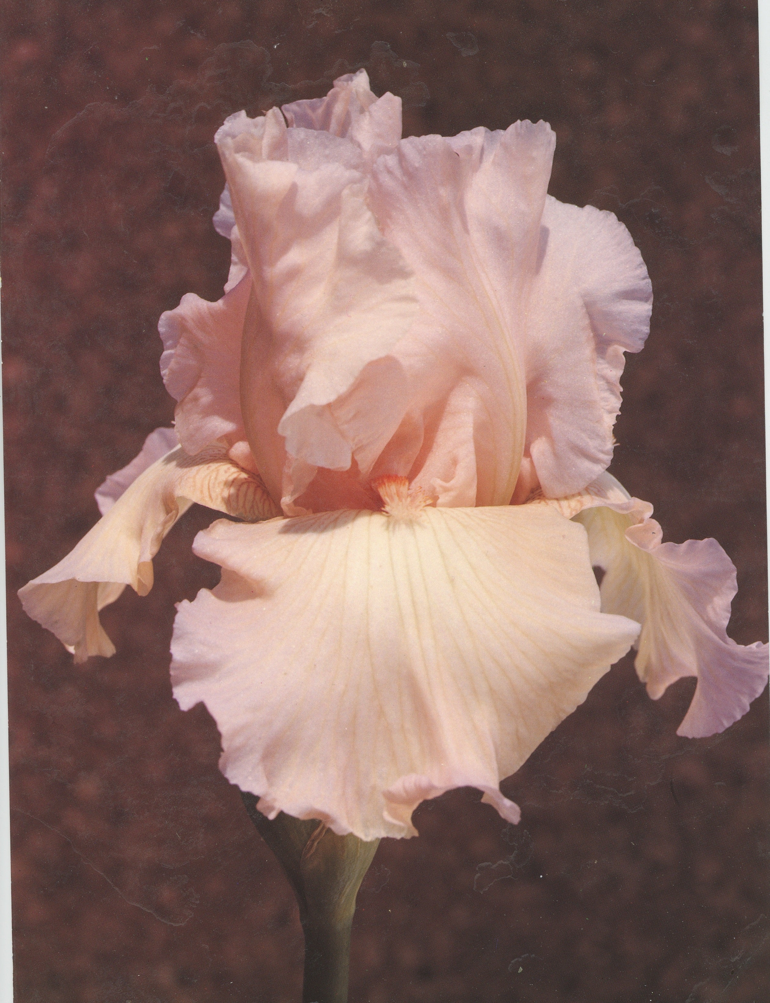 Pink Taffeta – Schreiner's Gardens