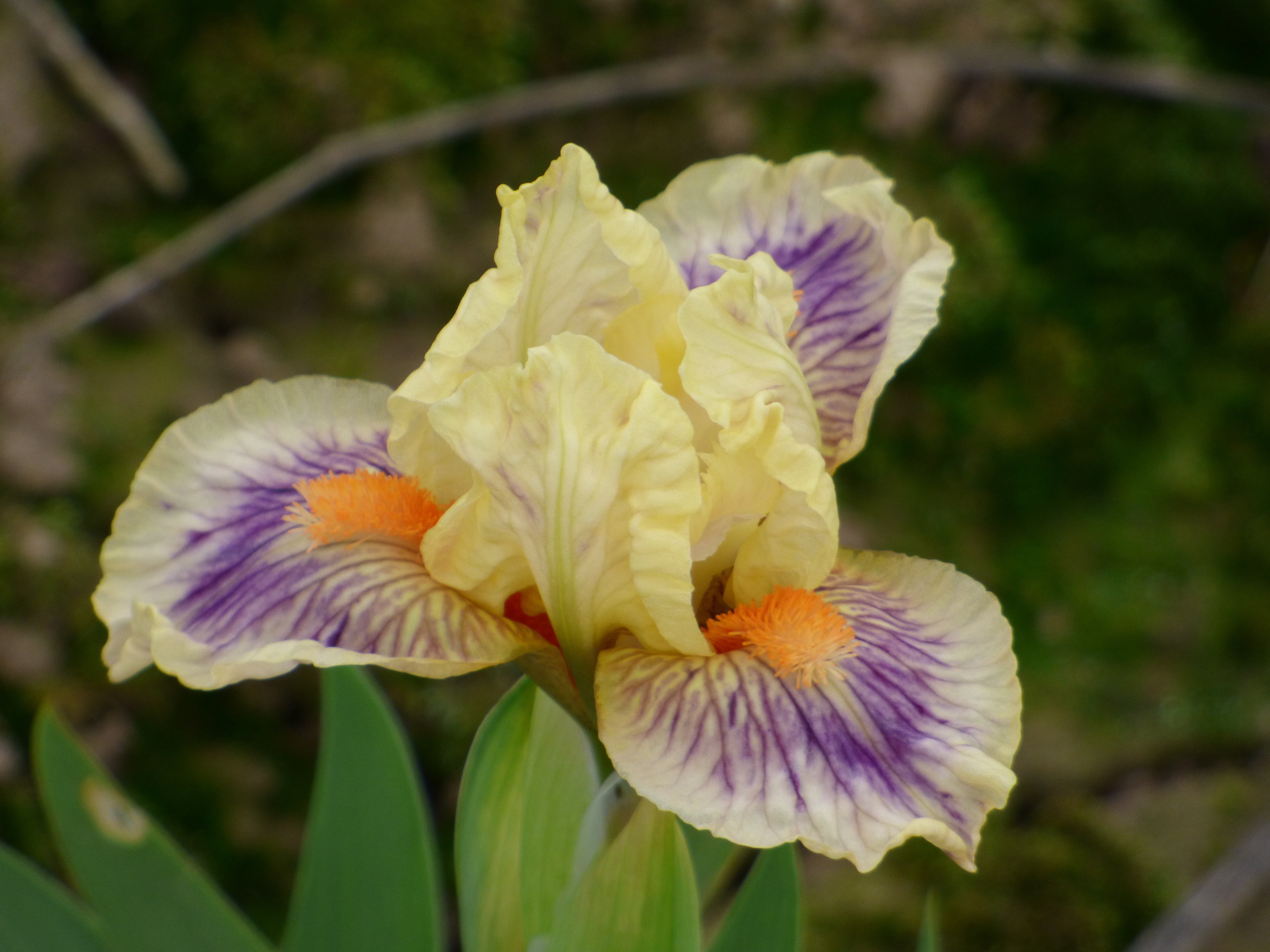Pop Quiz | Standard Dwarf Bearded Iris – Schreiner's Gardens