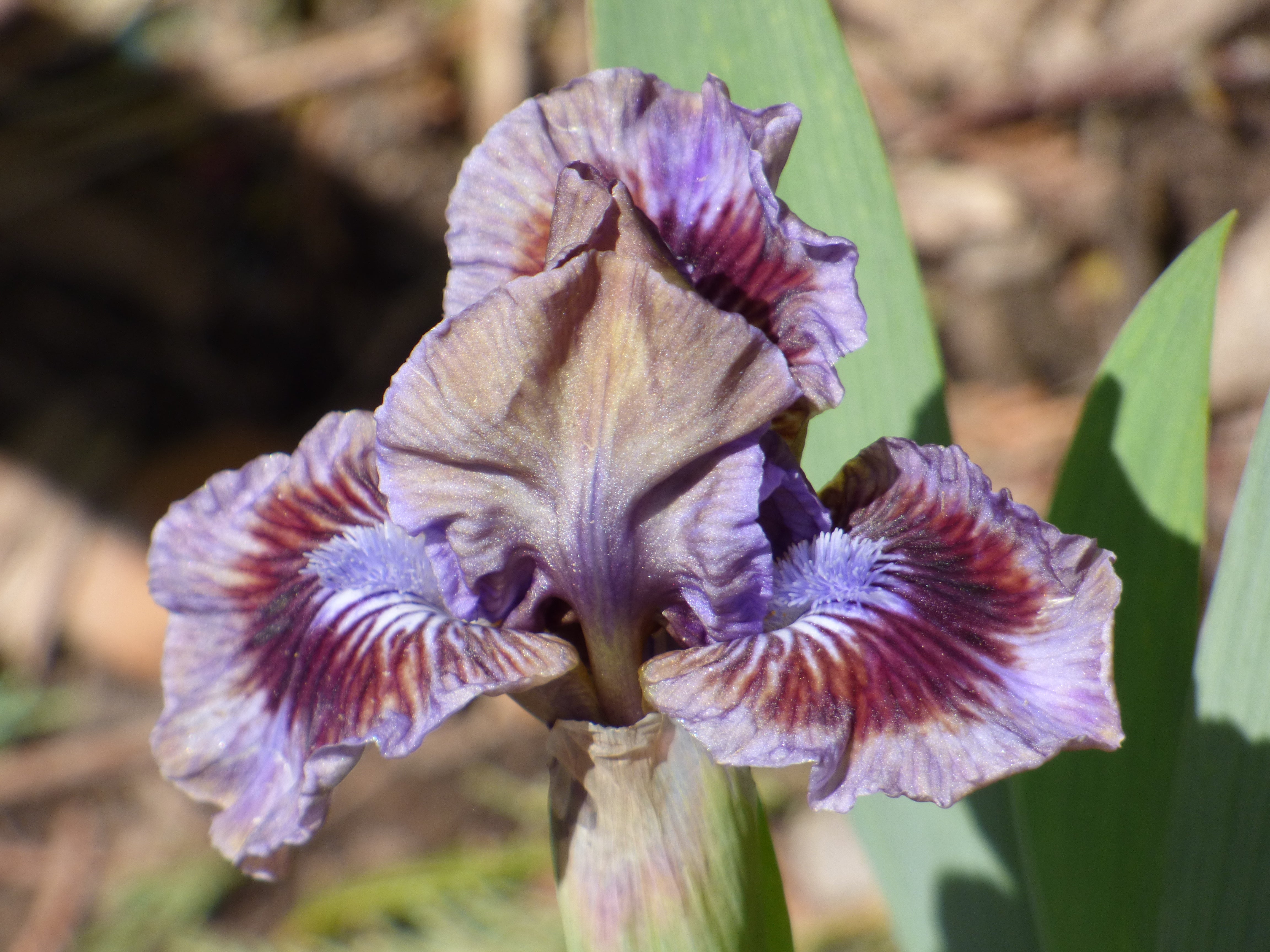 Posing | Dwarf Bearded Iris – Schreiner's Gardens
