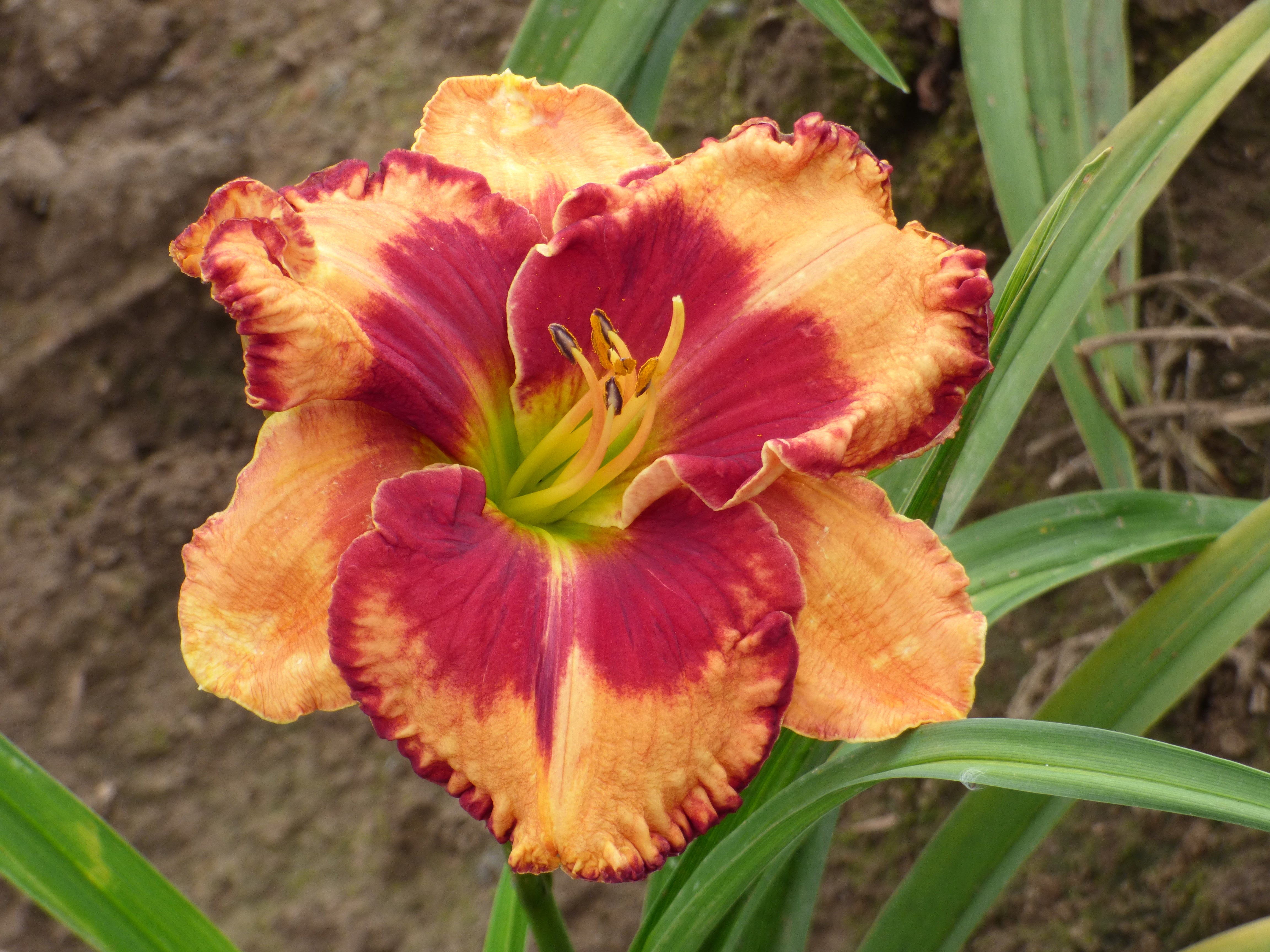 Power Surge (Daylily) | Spring Daylily Catalog – Schreiner's Gardens