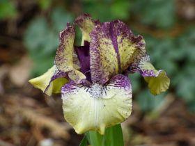 Purple Paws | Dwarf Bearded Iris – Schreiner's Gardens