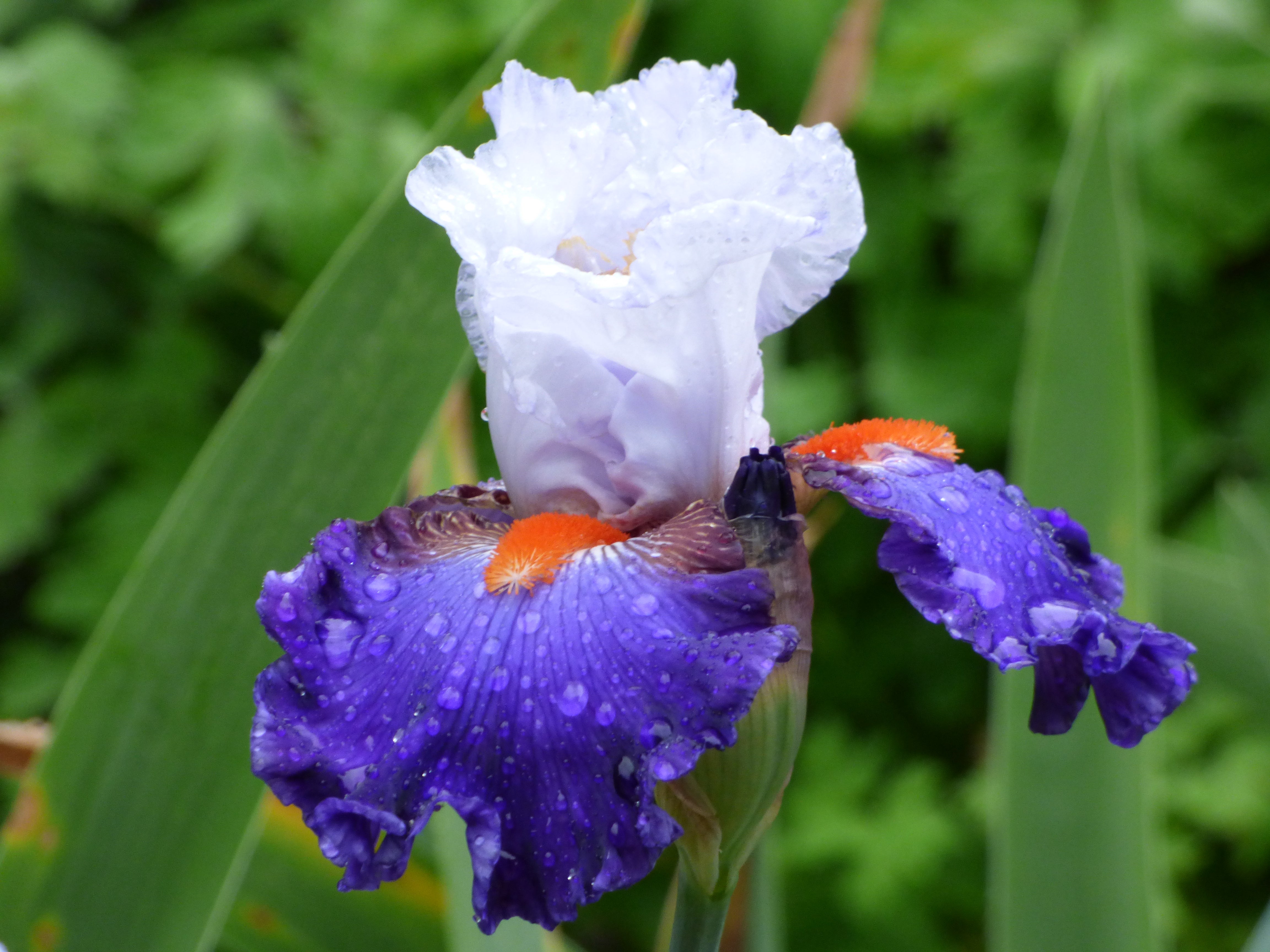 Ragtop Day | Tall Bearded Iris – Schreiner's Gardens