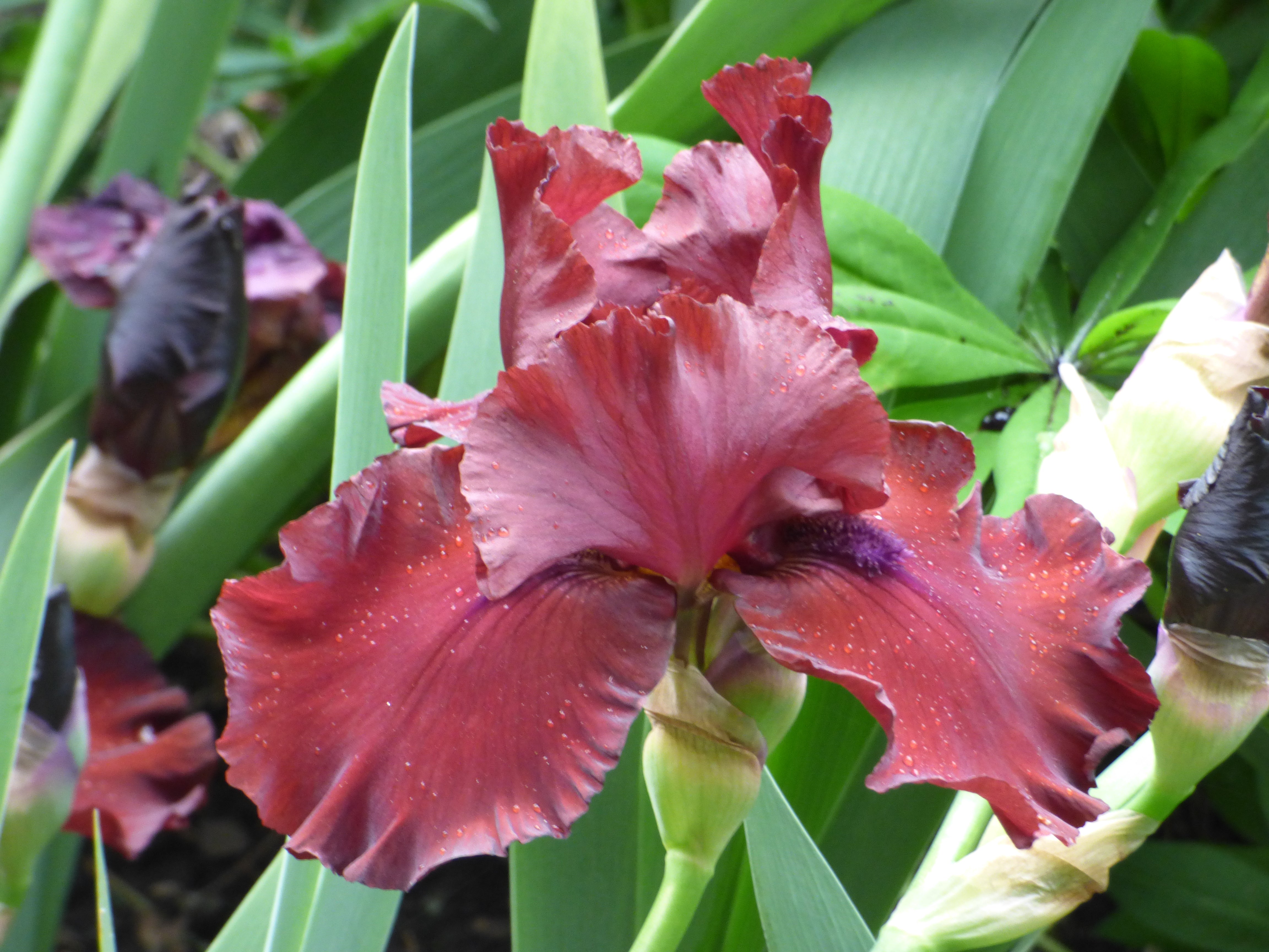Red Dirt Road | Tall Bearded Iris – Schreiner's Gardens