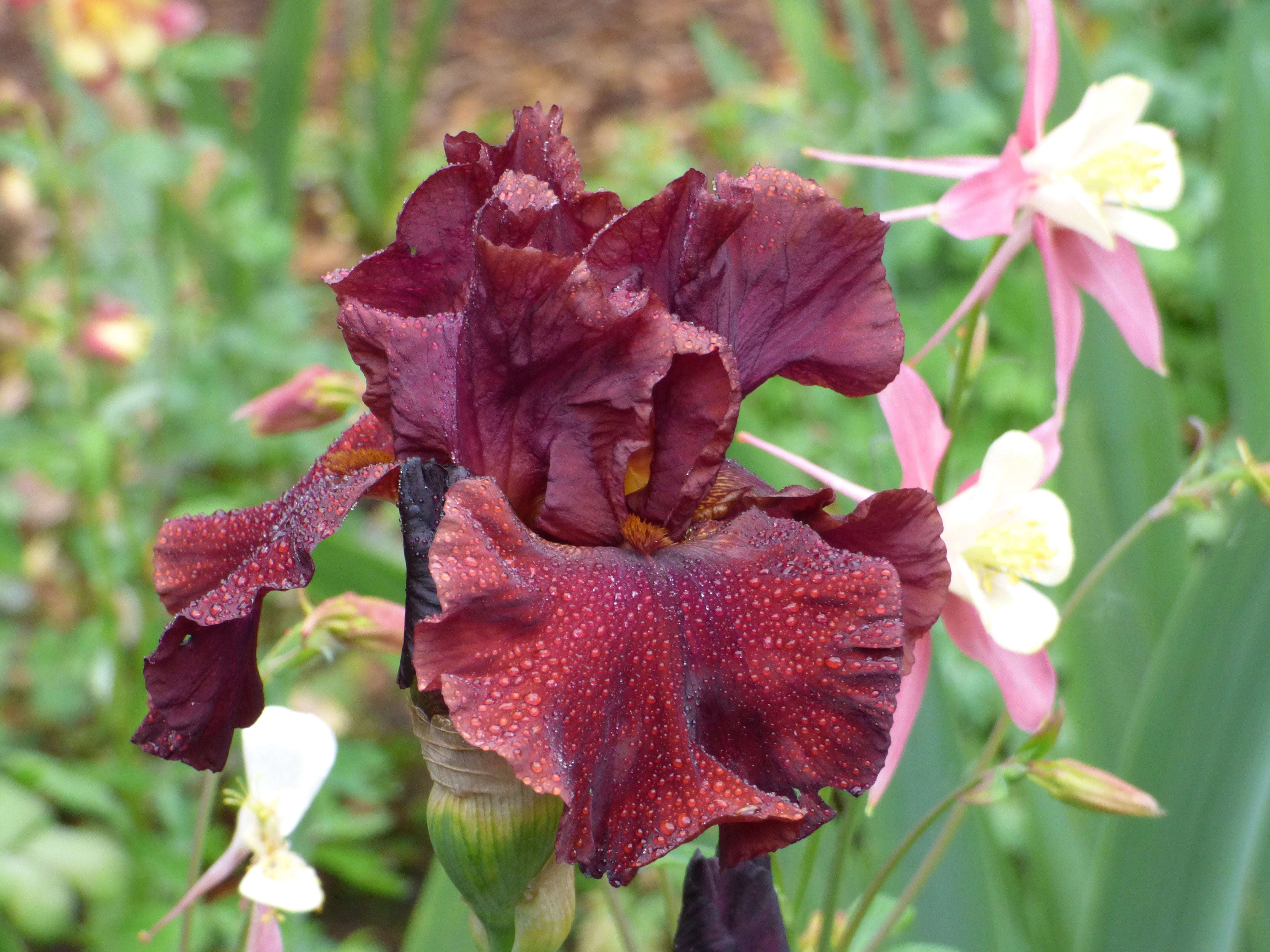 Red Masterpiece | Tall Bearded Iris – Schreiner's Gardens