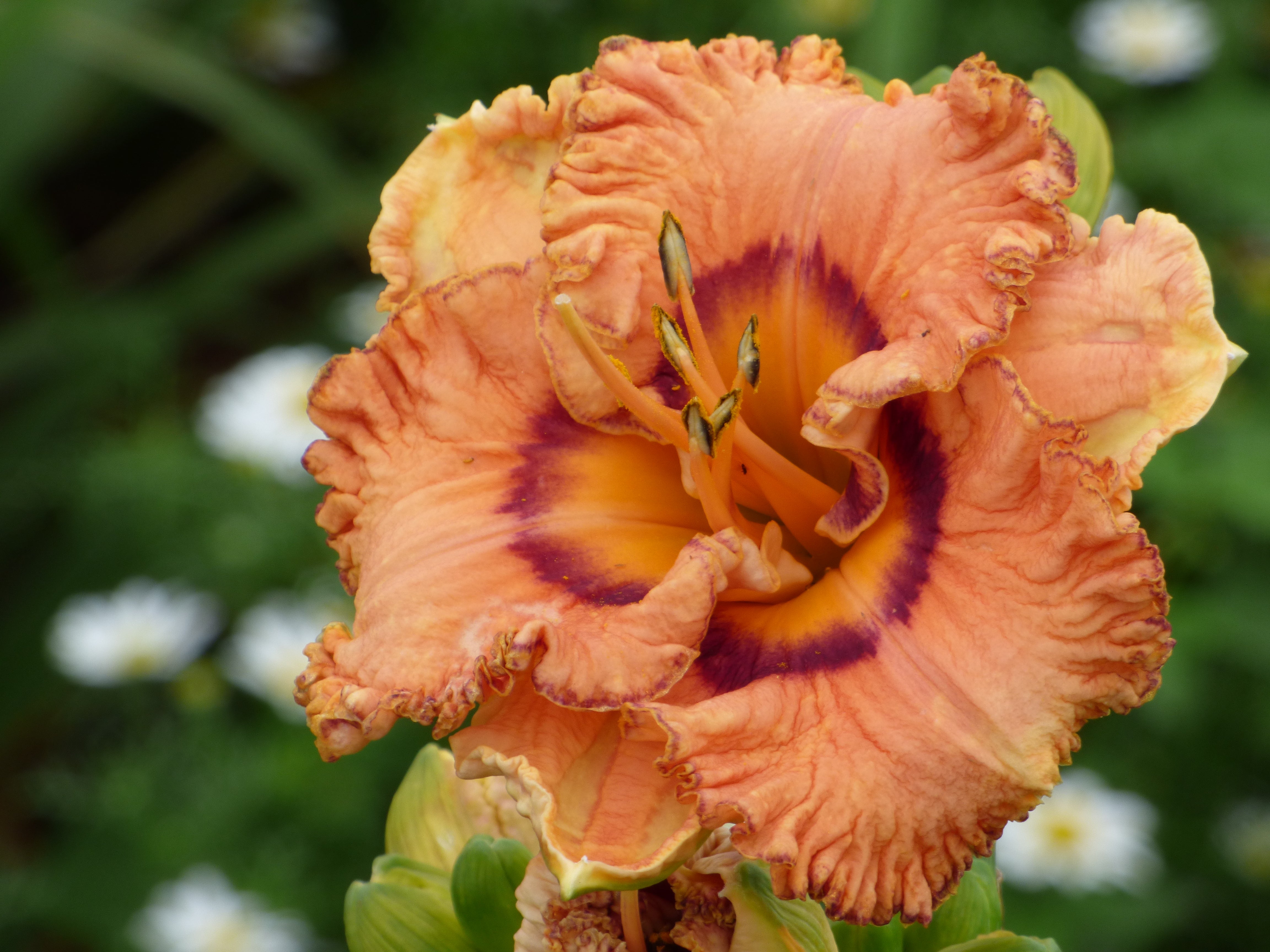 Remembering Grace | Daylily Catalog – Schreiner's Gardens