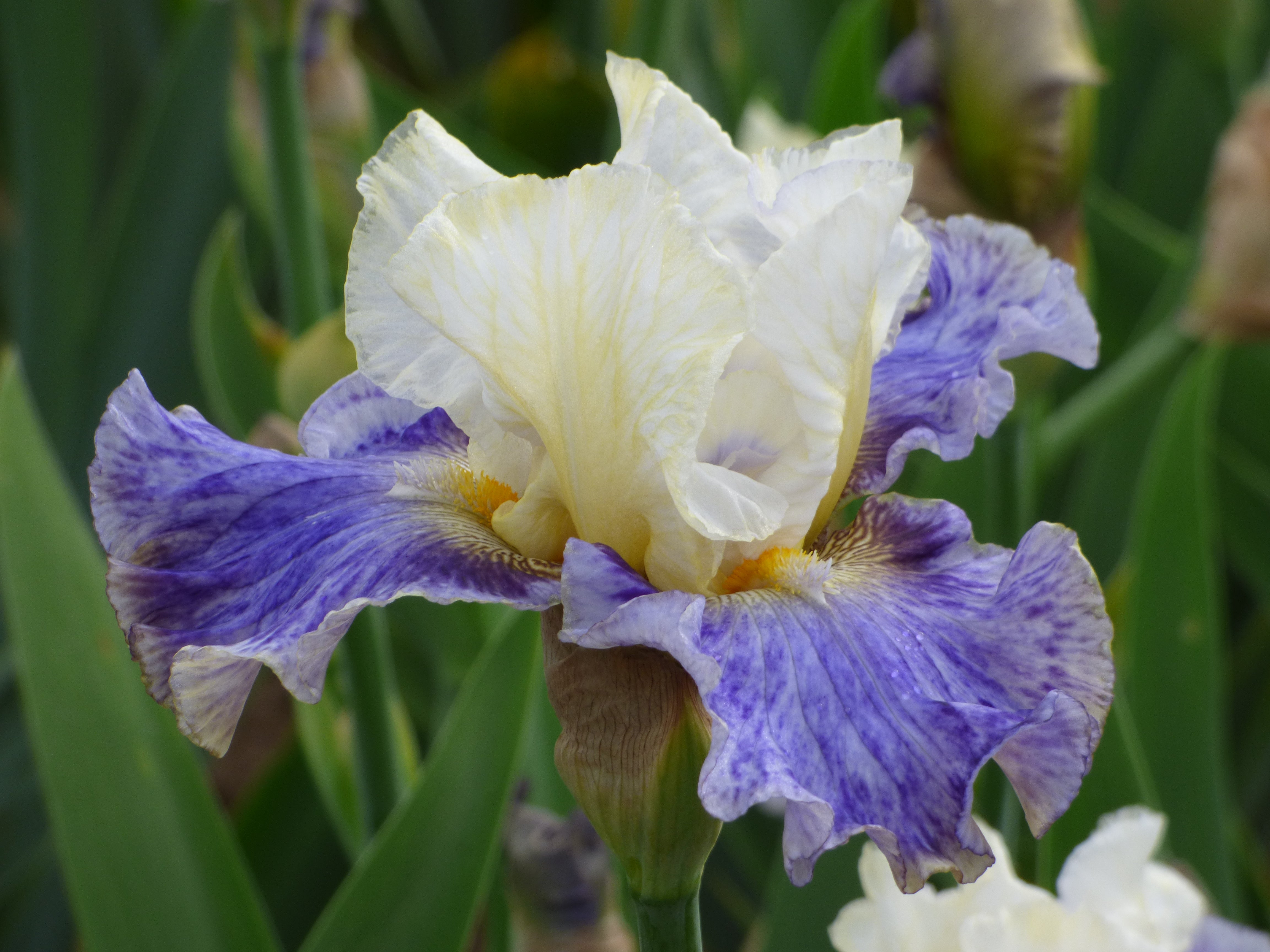 Rhizome Cowboy - Bonus | Tall Bearded Iris – Schreiner's Gardens