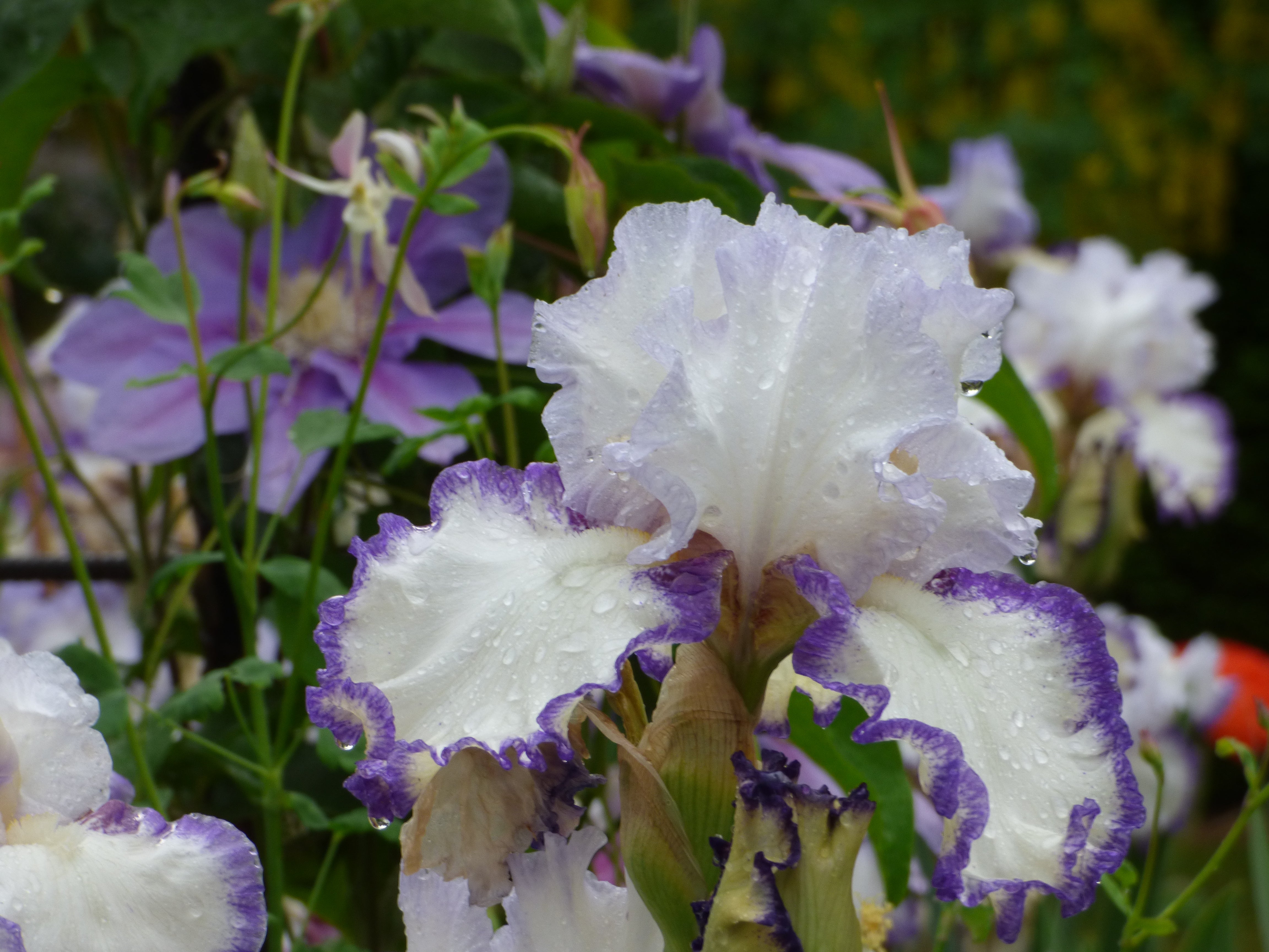 Rings True | Tall Bearded Iris – Schreiner's Gardens
