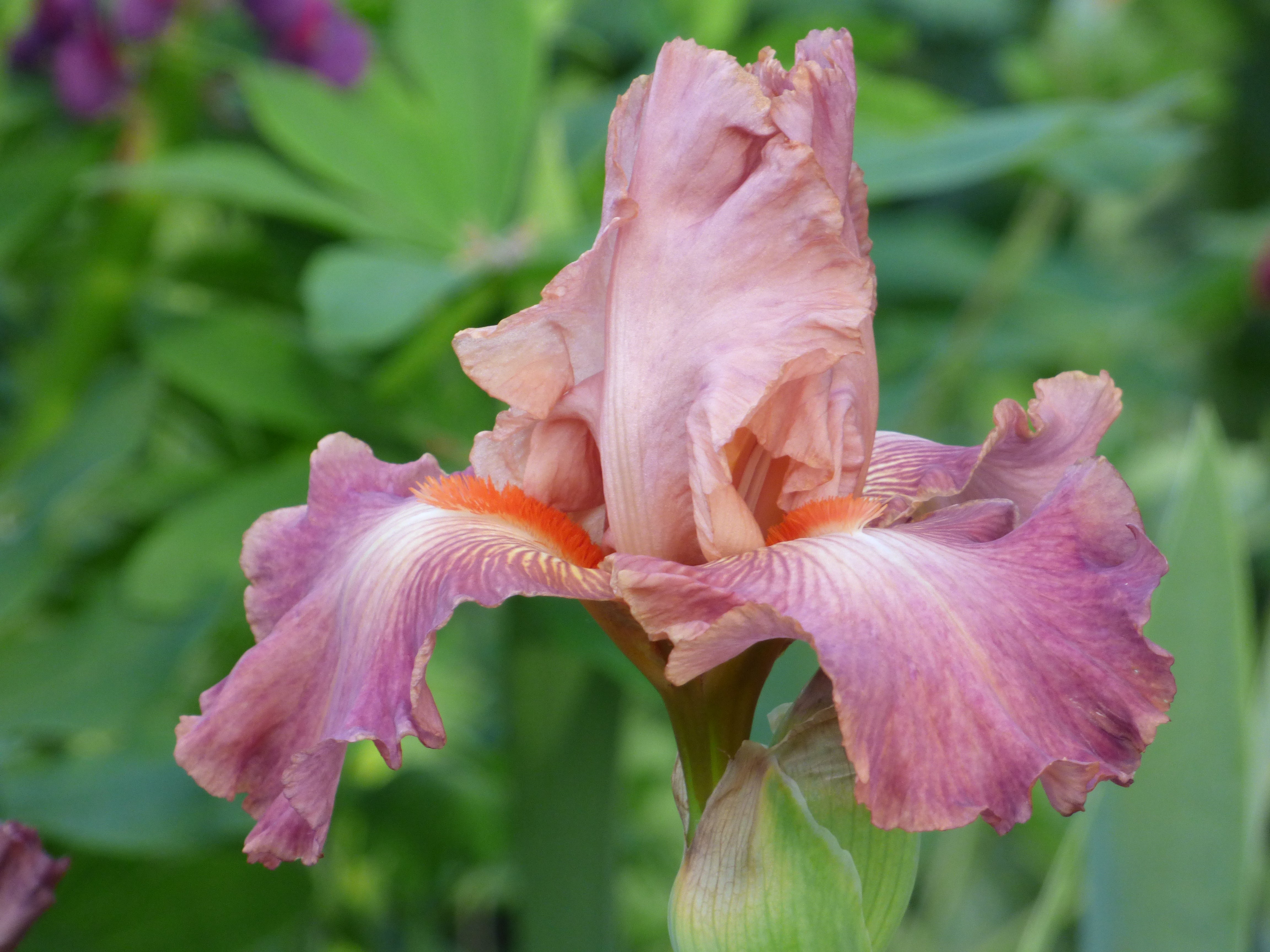 Role Model – Schreiner's Gardens