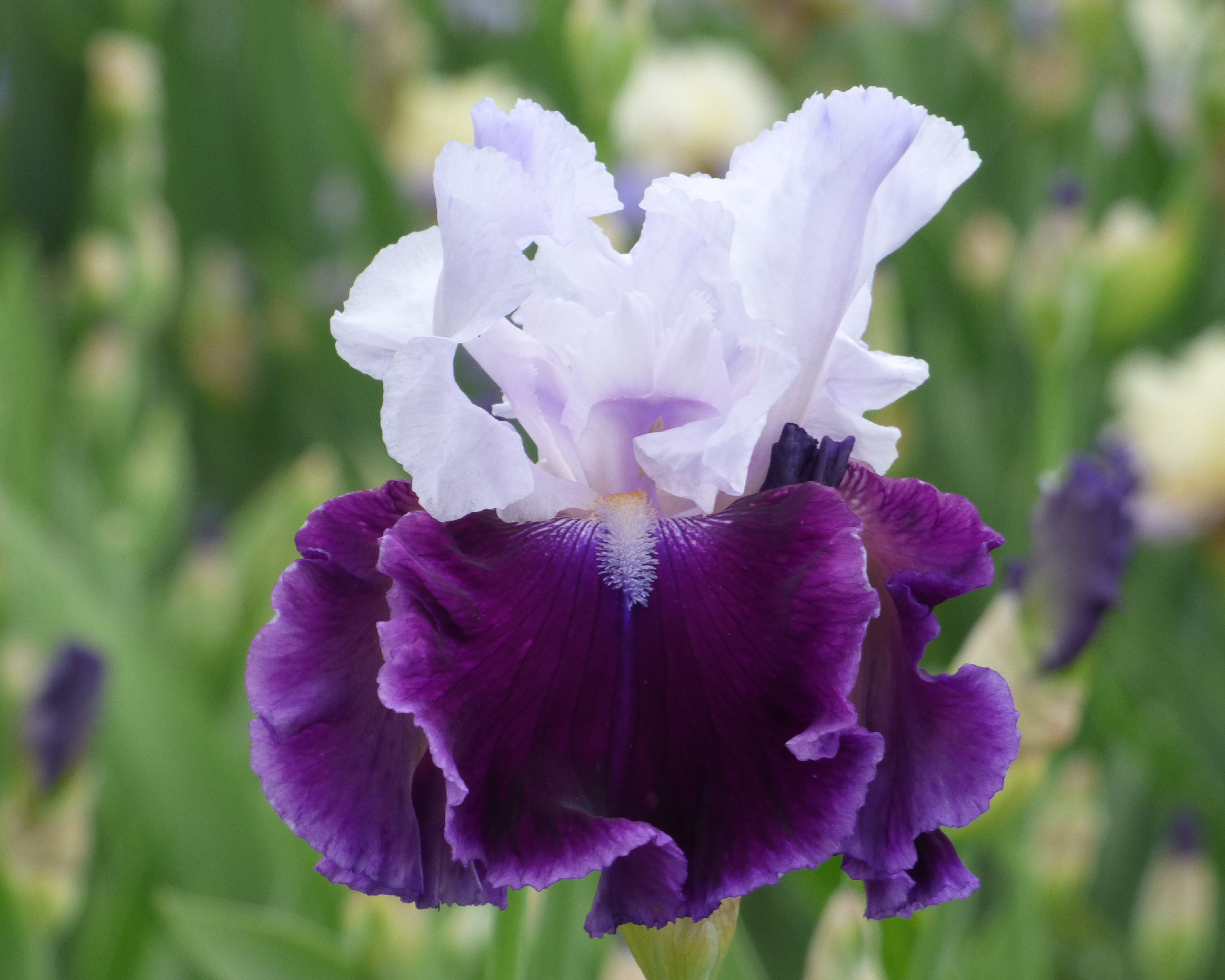 Russian River | Tall Bearded Iris – Schreiner's Gardens